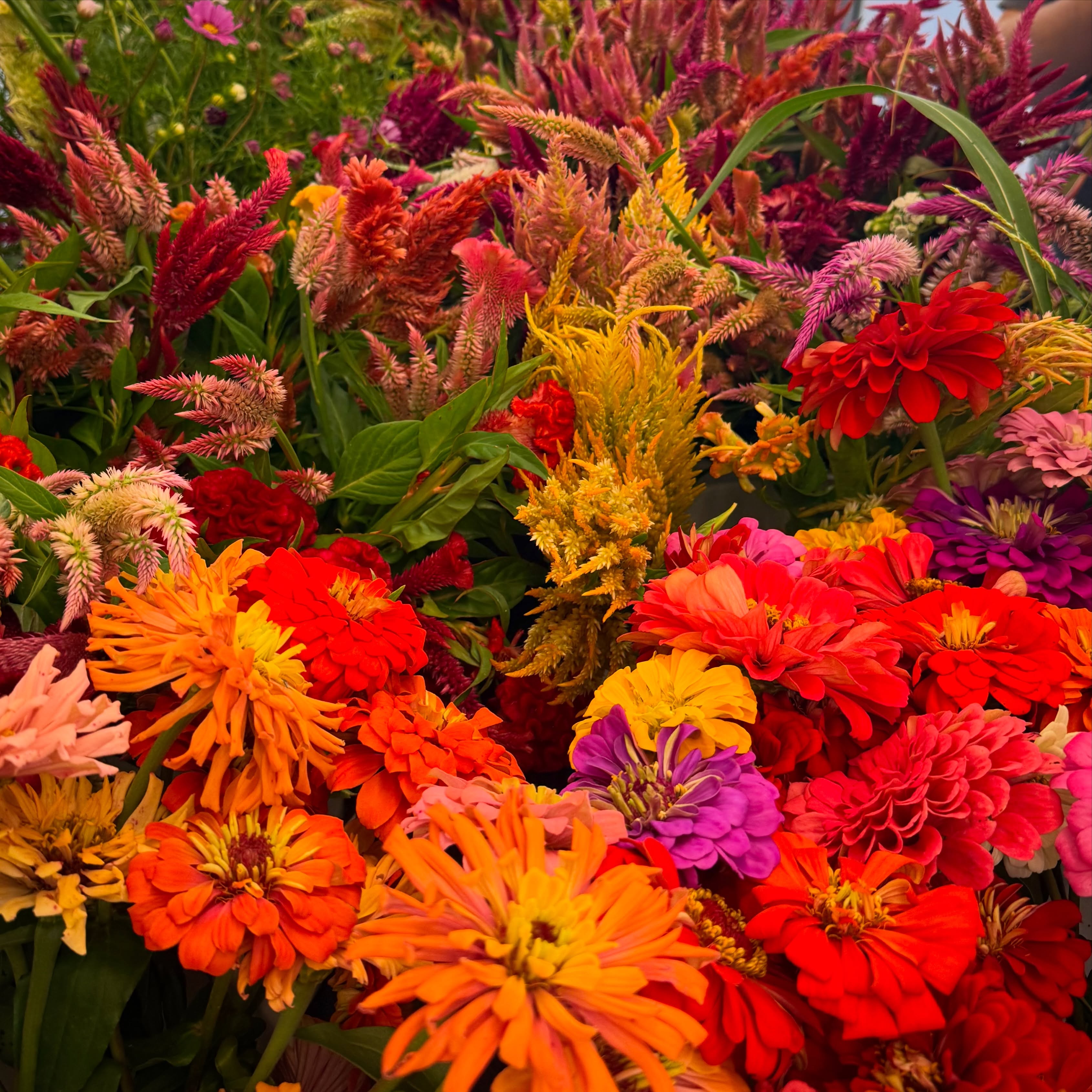 🍉🍅🥒🫑🌶️🧅🥔🥩💐Friday September 4: We’ll have some Cracker Jack seedless watermelons and some nice Athena Cantaloupes Friday and Saturday, although they won’t probably last until the end of the Carrboro Farmers Market. We’ve got beautiful globe eggplant coming in, lots of yellow and Zephyr squash, and slicing cucumbers! Plus we have Charleston Grey and Sangria seeded watermelons, and our beautiful mixed flower bouquets. Maybe a few muscadines for some lucky folks Friday too!
~~~
⏰Hours: Monday, Wednesday, and Friday afternoons 2 to 6 pm, weather permitting, at the green shed by the big barn entering via the main farm driveway. Also available by appointment at the farm by calling (919)309-5935, and at the Carrboro Farmers Market on Saturday mornings.
🌞What’s in Season:
🍉Watermelons,
🧡Cantaloupes,
🍅Tomatoes,
🥔Potatoes,
🧅Onions,
💛Squash,
💚Zucchini,
🥒Cucumbers,
🍆Eggplant,
🫑Bell peppers,
🌶️Hot peppers,
💐Cut flowers,
🍳Local eggs,
🍯Local honey,
🥧Local pecans,
🥩Katahdin lamb, and
🥩Angus beef.
⏳Coming Soon: Muscadine grapes
🔎Latest updates: Call our recording at (919)732-7701, or check the latest Facebook/Instagram post