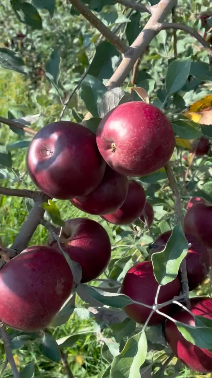 The Jonathan Apple - in my opinion - the “apple-y-est” of apples.