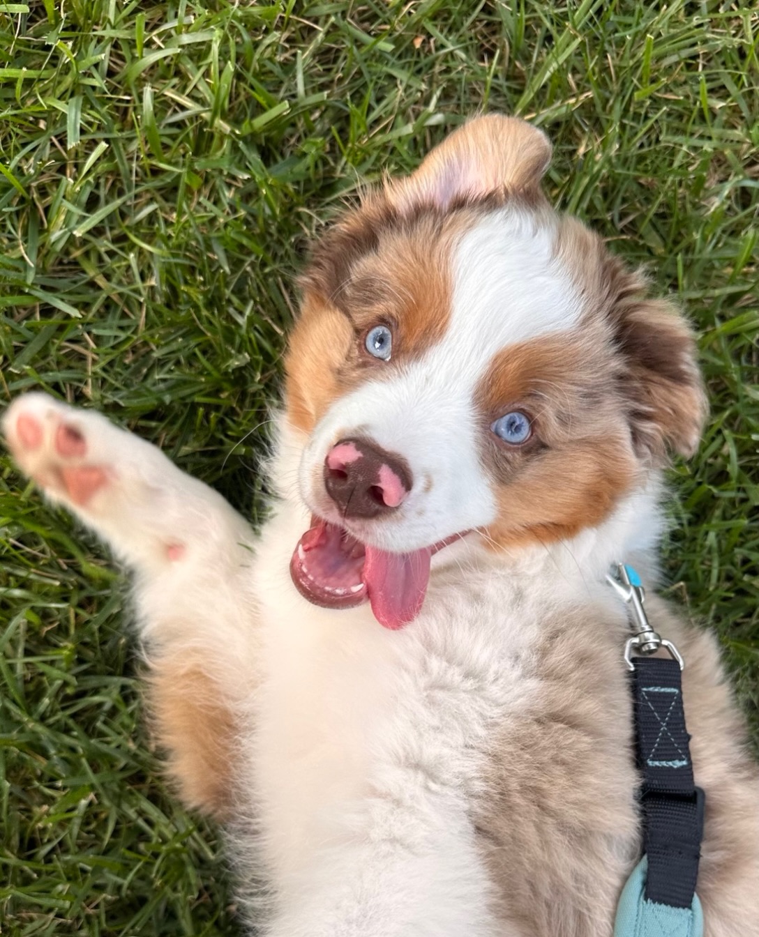 Mr Louie (Ruby x Tiny puppy)
#miniaussiepuppy #merleaussie #miniamericanshepherd #puppyoftheweek #dogmomlife🐾