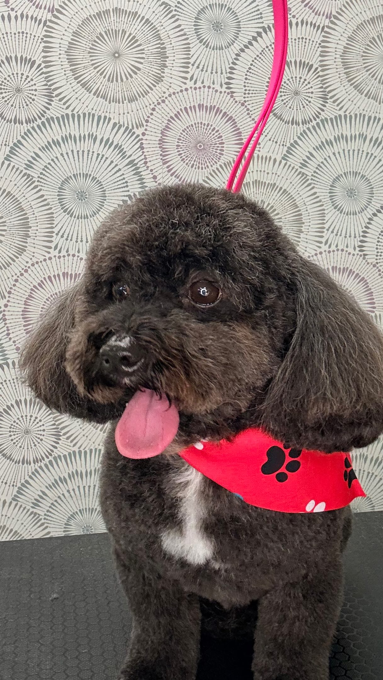 🐾 Booking your pup’s grooming appointment has never been easier! ✨
At City Pooch, we make scheduling simple and convenient. You can:
📲 Book online through our easy-to-use booking portal
📞 Give us a call
💬 Text us at 305-859-7829
We’re open Tuesday–Saturday, starting at 8:00 AM 🐶✂️
Whether your pup is ready for a full groom, a fresh bath, or a little TLC, we’re here to make the process easy from start to finish! ❤️🐾
Your pup deserves to look and feel their best — let’s get them on the schedule!
#CityPooch #MiamiDogGroomer #DogGroomingMiami