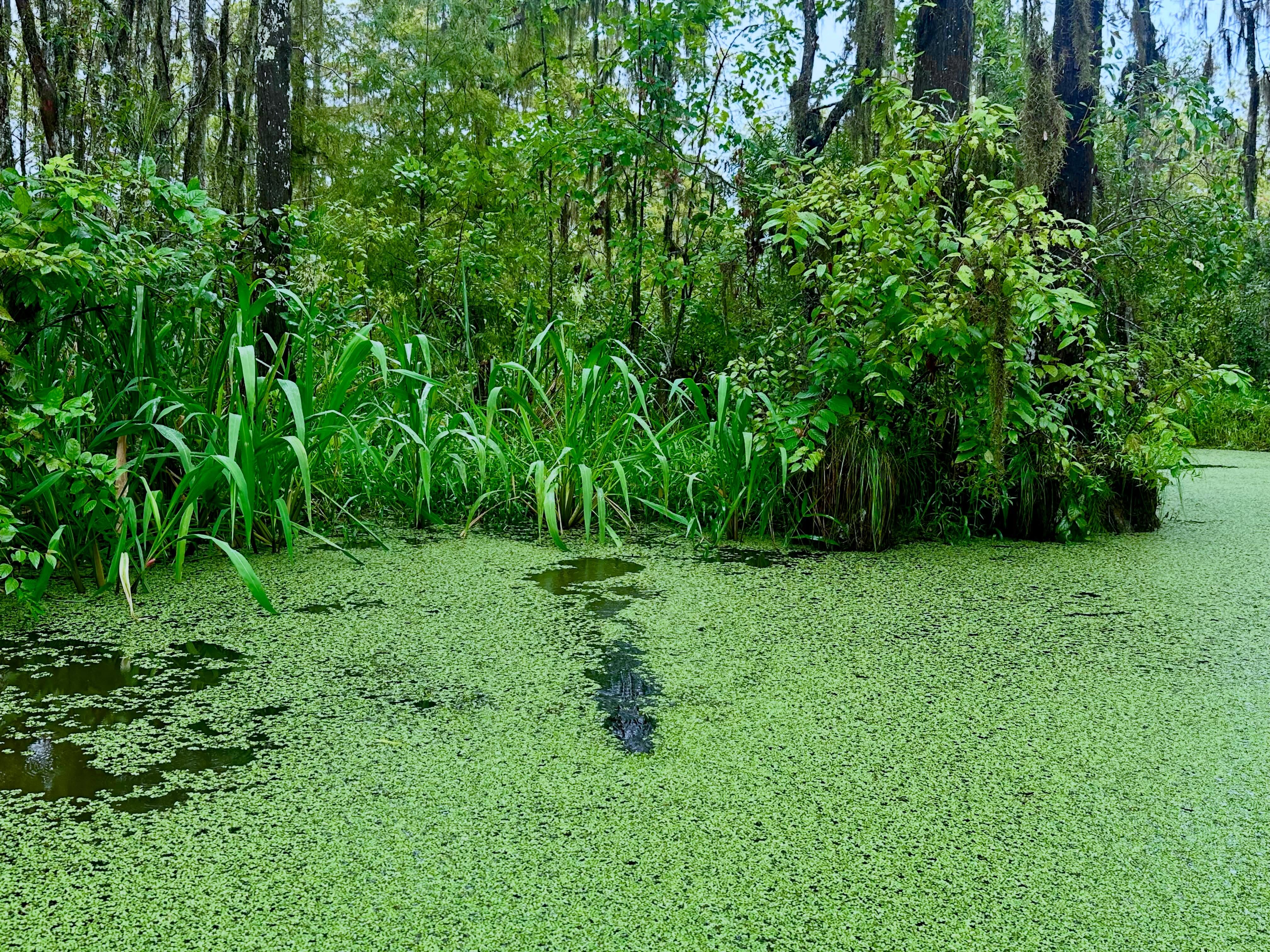 Into the swamp.