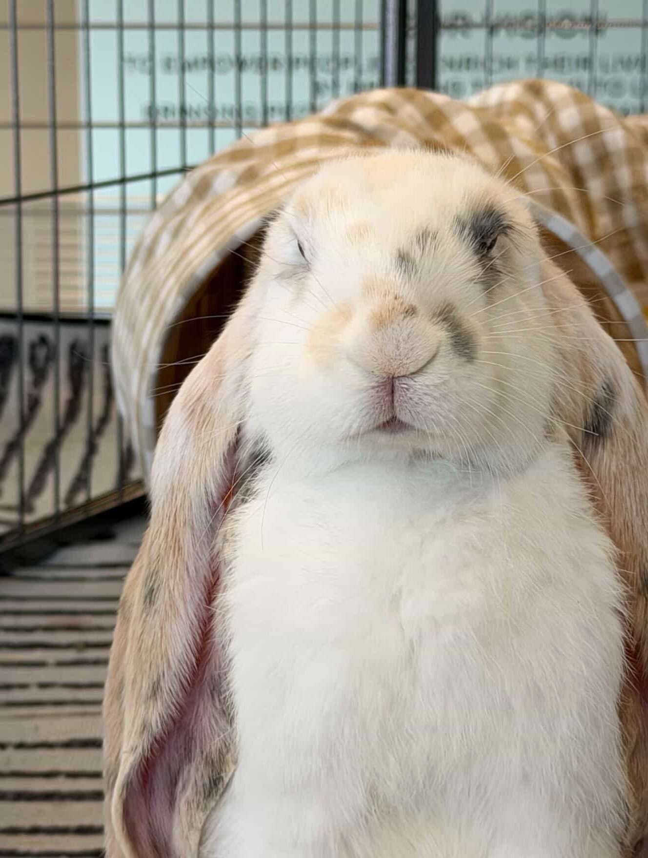 Hop on over to the farm on Sunday, September 27th for a Bunny socialization experience! Learn about and play with baby bunnies to help them in becoming therapy bunnies! Email call or email Cherie at earsofelegance@gmail.com to sign up! We carrot wait to see you! 🐰🥕