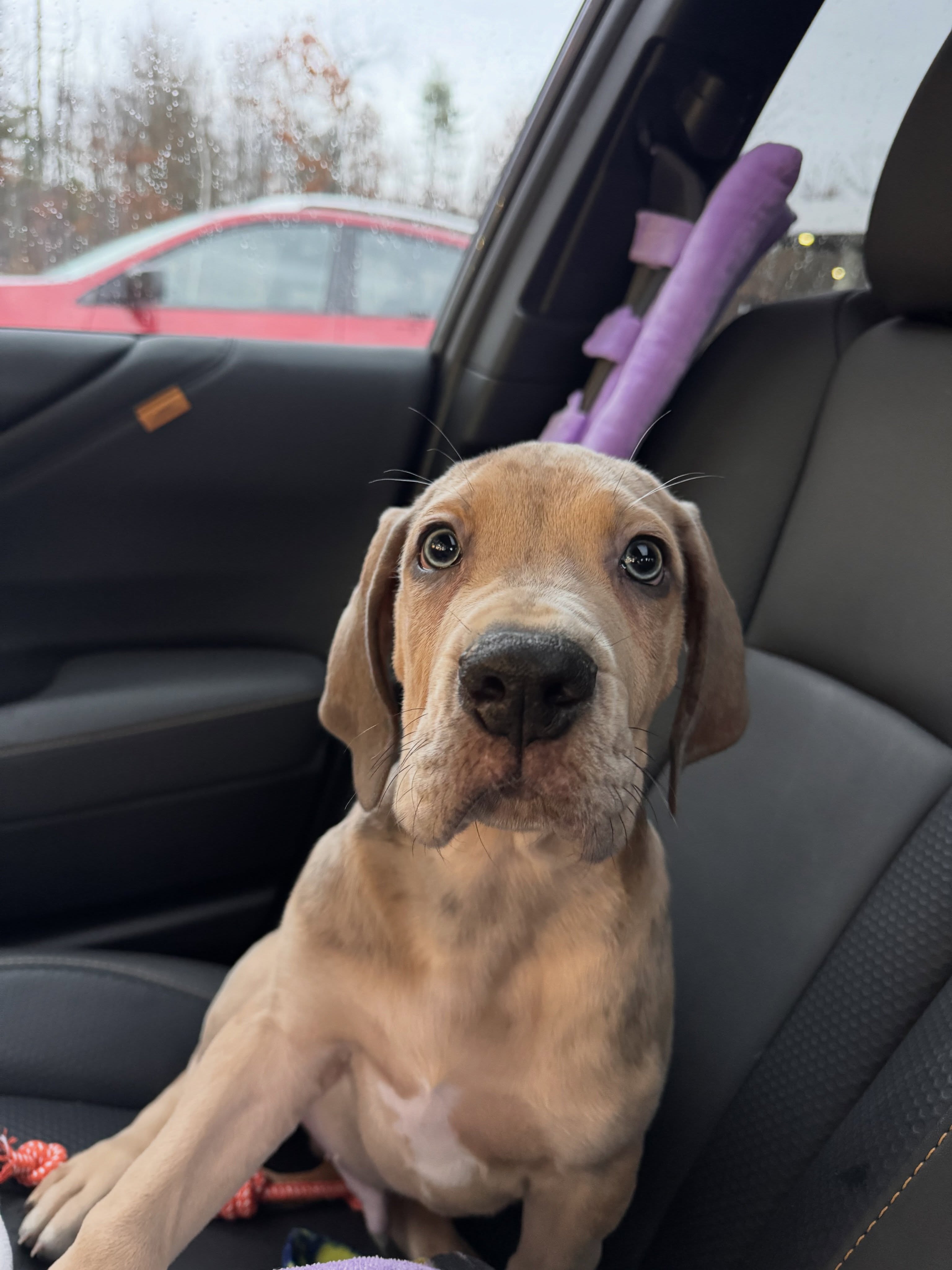 We said the hardest of hard goodbyes to this sweet boy today. He grew very sick over the last couple of weeks; he was losing weight and getting weaker by the day due to a congenital kidney issue. Tonight he rests easy. He was the sweetest boy, he was growing into such a great shop dog, and he did everything with his whole heart. He was smart, goofy, constantly intrigued, and always curious. He loved big, even though he was only here for a short while. We thank all of you who helped love him and give him a home. This one hurts. Sebastian: 9/6/25 - 9/4/26.