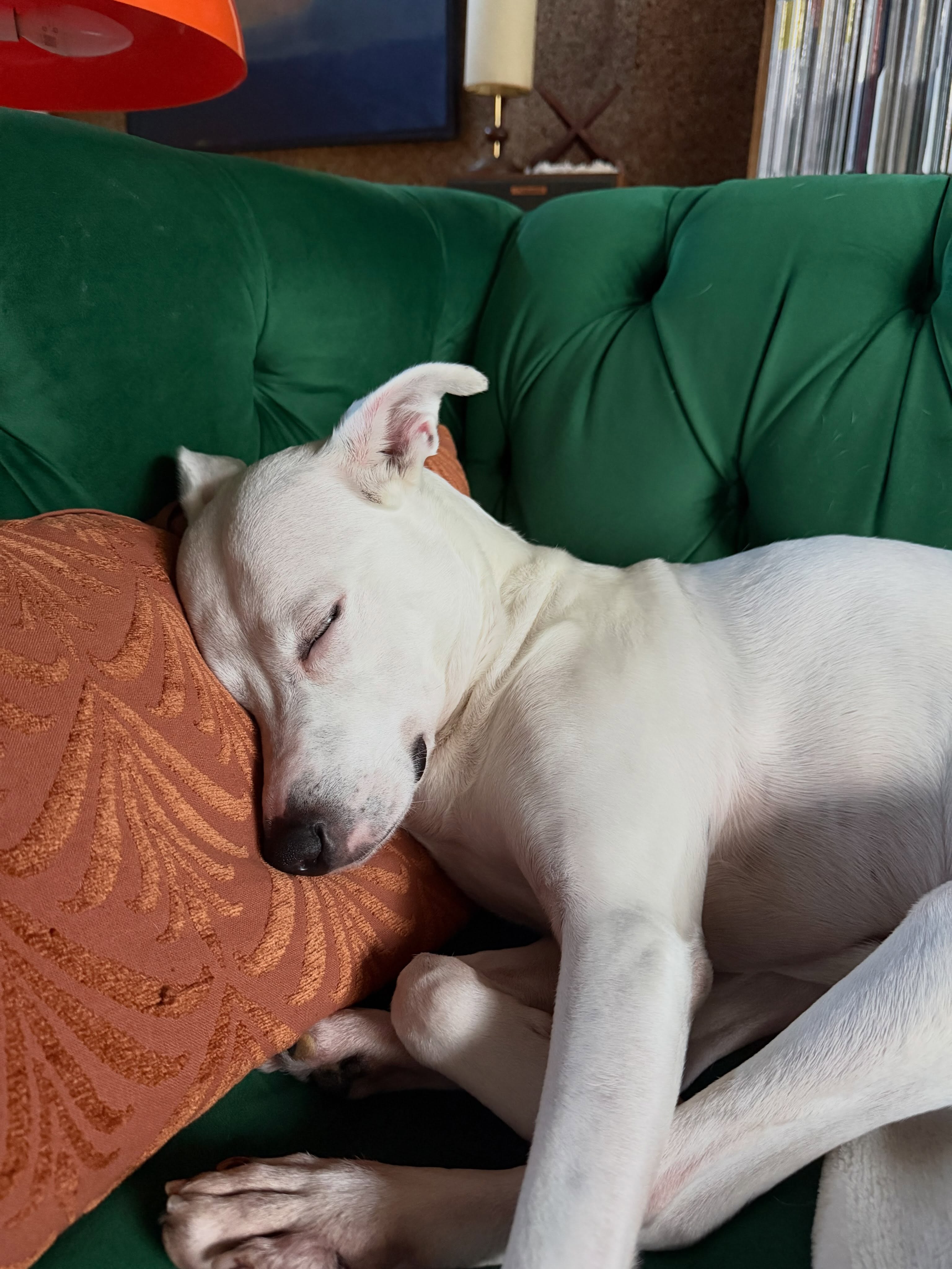 It’s a hard life, but someone’s got to live it. Maya says TGIF. 🫶🏻