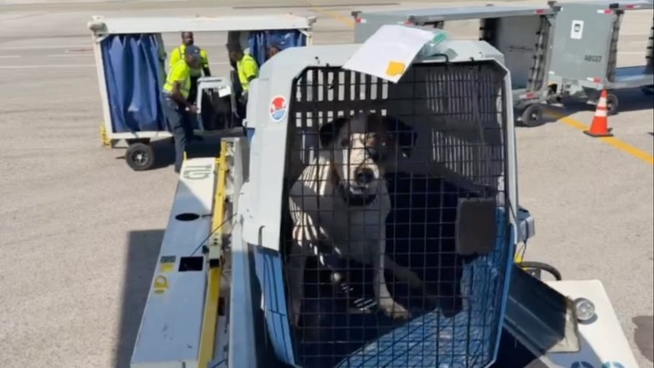 Big dogs deserve big chances, too.
Tomorrow, Wings of Rescue will fly a planeload of large dogs from California to Idaho Falls and on to Montana, where receiving partners are ready with space, fosters, and adopters waiting.
Large dogs are often overlooked. So are seniors. Certain breeds. The pets who may need a little more room, a little more time, or simply someone willing to see past the label.
We don’t believe overcrowding is someone else’s problem.
When one community is out of space and another has room to help, we connect the two.
Tomorrow, dogs who need options will have them.
That is what working together looks like.
Support our mission: LINK IN BIO
.
.
#LetTheFurFly