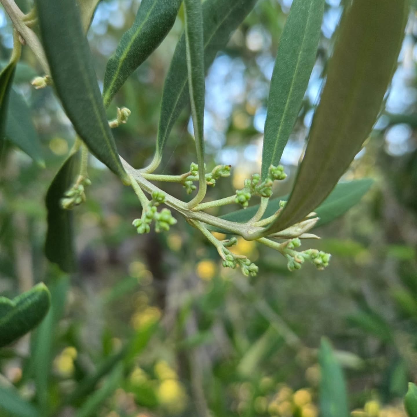 And so, the cycle begins again… 🌿🫒❤️
Our olive trees are flowering!
Tiny, delicate blossoms … with the promise of another olive harvest in the months to come and eventually to that golden drop of Klein Nektar Extra Virgin Olive Oil.
After last year's record harvest, we're watching these little flowers with happy hearts! 🥰
#kleinnektar #Montagu #OliveGrove #ExtraVirginOliveOil #route62