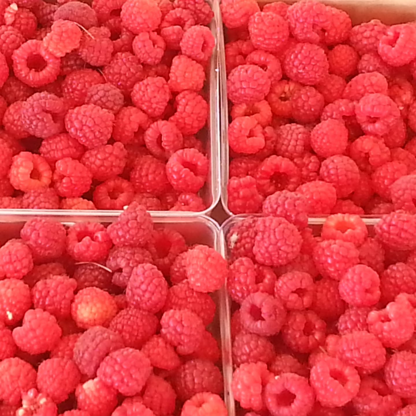Stop by for your fruit and vegetable needs for Labor Day and beyond! Our RED RASPBERRIES are reaching their peak and picking is easy. We have the most delicious WHITE and BI-COLOR SWEET CORN. along with sweet cantaloupe, watermelon, cukes, onions, winter squash, and garden fresh tomatoes. Our special hours for the weekend are Friday noon-6, Saturday 10-6 and MONDAY 9-1. Call ahead if you need bulk orders of sweet corn (6 doz or more). You can pick your own red raspberries during open hours and other times by appointment. Call 937-232-7525 for appointments, to order pre-picked red raspberries or if there are questions We accept cards, cash and checks. WE PROUDLY GROW ALL WE SELL!