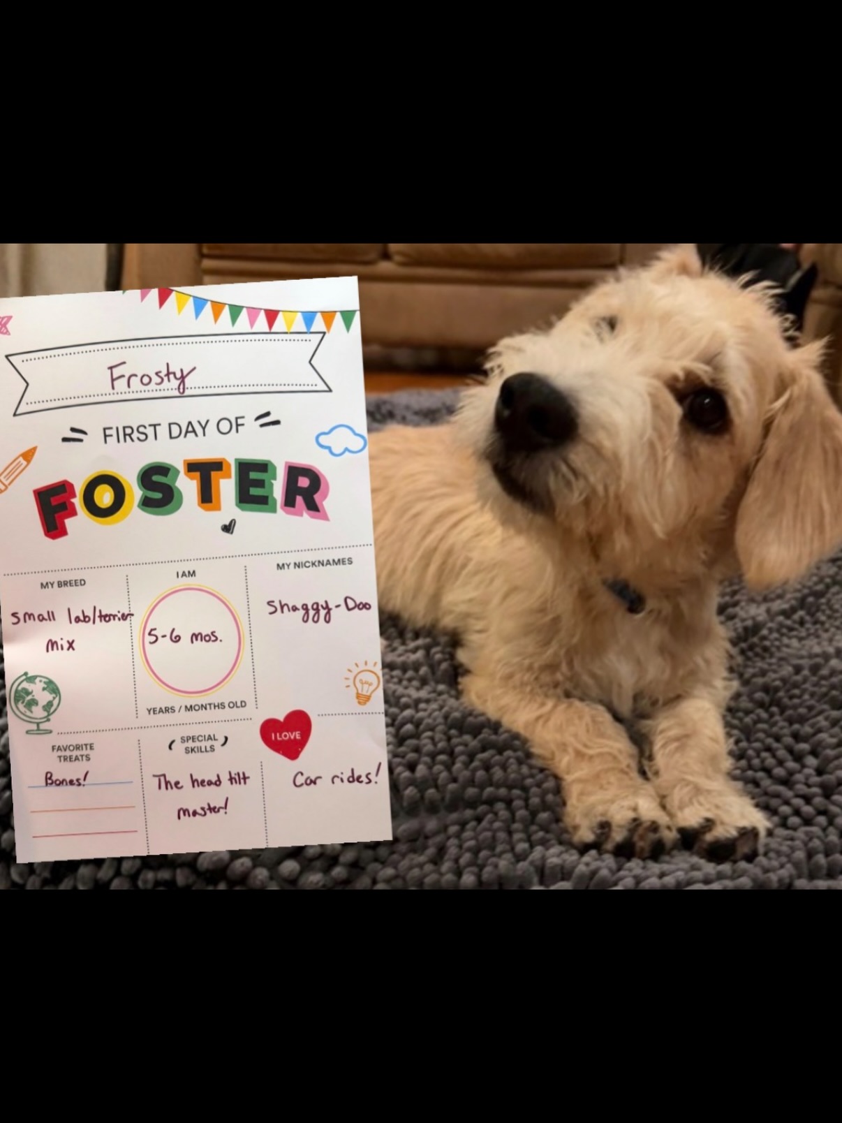 🎒🐾 FIRST DAY OF FOSTER CHECK-IN! 🐾🎒
We checked in on the newest foster crew after their very first day today, and the report cards are officially in! 📝
⭐ Making new friends: A+
⭐ Finding the comfiest spot in the house: A++
⭐ Puppy kisses & snuggles: Extra credit
⭐ Listening skills: Adapting to the curriculum!
⭐ Being ridiculously adorable: TOP OF THE CLASS
No backpacks or lunchboxes needed—just full bellies, cozy beds, patient foster families, and the beginning of a whole new chapter.
Day one is officially in the books, little ones. Next assignment: find your forever homes! 🏡🐶📚
TO ADOPT: Email us at southernpawsrescue@gmail.com or apply on our website southernpawsinc.org