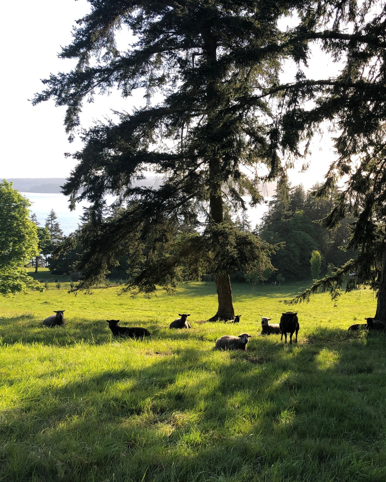 Days like this🐑☀️🌿✨
#whidbeyisland #sheepfarm #farmlife #slowliving #connecttonature