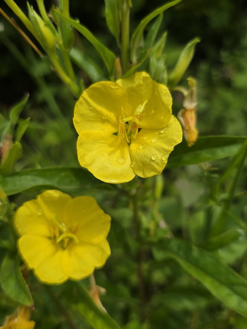 L’onagre est une jolie plante sauvage reconnaissable à ses grandes fleurs jaunes qui s’ouvrent à la tombée du jour. 🌼
Originaire d’Amérique du Nord, elle pousse aujourd’hui un peu partout en Europe, notamment sur les terrains secs et les bords de chemins.
Ce sont surtout ses graines qui sont utilisées pour produire l’huile d’onagre, naturellement riche en acides gras essentiels, notamment en acide gamma-linolénique (AGL).
Traditionnellement utilisée pour ses propriétés apaisantes et équilibrantes, elle est aujourd’hui particulièrement appréciée pour accompagner :
🌼 les inconforts liés au cycle menstruel
🌼 les symptômes de la ménopause
🌼 les peaux sèches et sensibles
🌼 l’équilibre hormonal féminin
Une petite fleur qui ne révèle toute sa beauté qu’à la nuit tombée… 🌙