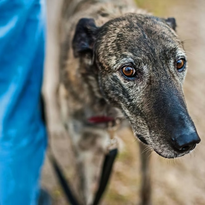 If you walk a reactive dog, you know the drill: spot a dog in the distance, heart rate spikes, start scanning for an exit. Most other owners actually want to help they just need a clear, friendly ask, well most of the time. And those with friendly dogs, here’s how you can also help out.
Phrases that work
Sorry, my dog needs space, I need to go the other way? Direct and non-judgmental.
We are in training; can we pass at a distance? States a plan without inviting debate.
Mines reactive, we need a bit of room. Educates without alarming.
Could you call your dog back? Mine is having some health issues/recovering and needs space. * As a side note many reactive dogs have underlying pain, gut or skin problems, possibly undiagnosed.
Always end with, thank you for understanding, never skip this, it makes the next ask easier for everyone.
And of those with friendly dogs, how you can really help. Here's the part that surprises people: a friendly dog can still terrify a reactive one. Reactivity is about fear or overstimulation, not the other dog's intentions. A big, happy dog bounding over fast looks exactly the same as a threat from the other end of the lead.
If your dog is the easy-going type, you're in a great position to help:
Watch dogs on leads, yellow leads, lettering on leads or harnesses and muzzles.
Watch for owner behaviour are they scanning, trying to get your attention or quickly changing direction.
Dog body language freezing, or stiff body language staring towards you or your dog.
Don't take 'please keep away' personally, it's not a comment on your dog’s personality, looks or behaviour- ever!
Being that person costs nothing and can prevent a real scare, or worse, for both dogs and in fact it will really make that owners day, and knowing you have given yours and that dog the best walk possible by giving them some space.
Be Present, not Distracted, none of this works if nobody's looking up. Phones and podcasts on walks mean missed body language, missed shouted requests, and and missed moments to step aside before things escalate.
A walk is uninterrupted time with your dog, enjoy that, they are not here forever.
#Dogs #Dogbehaviour #reactivedogs