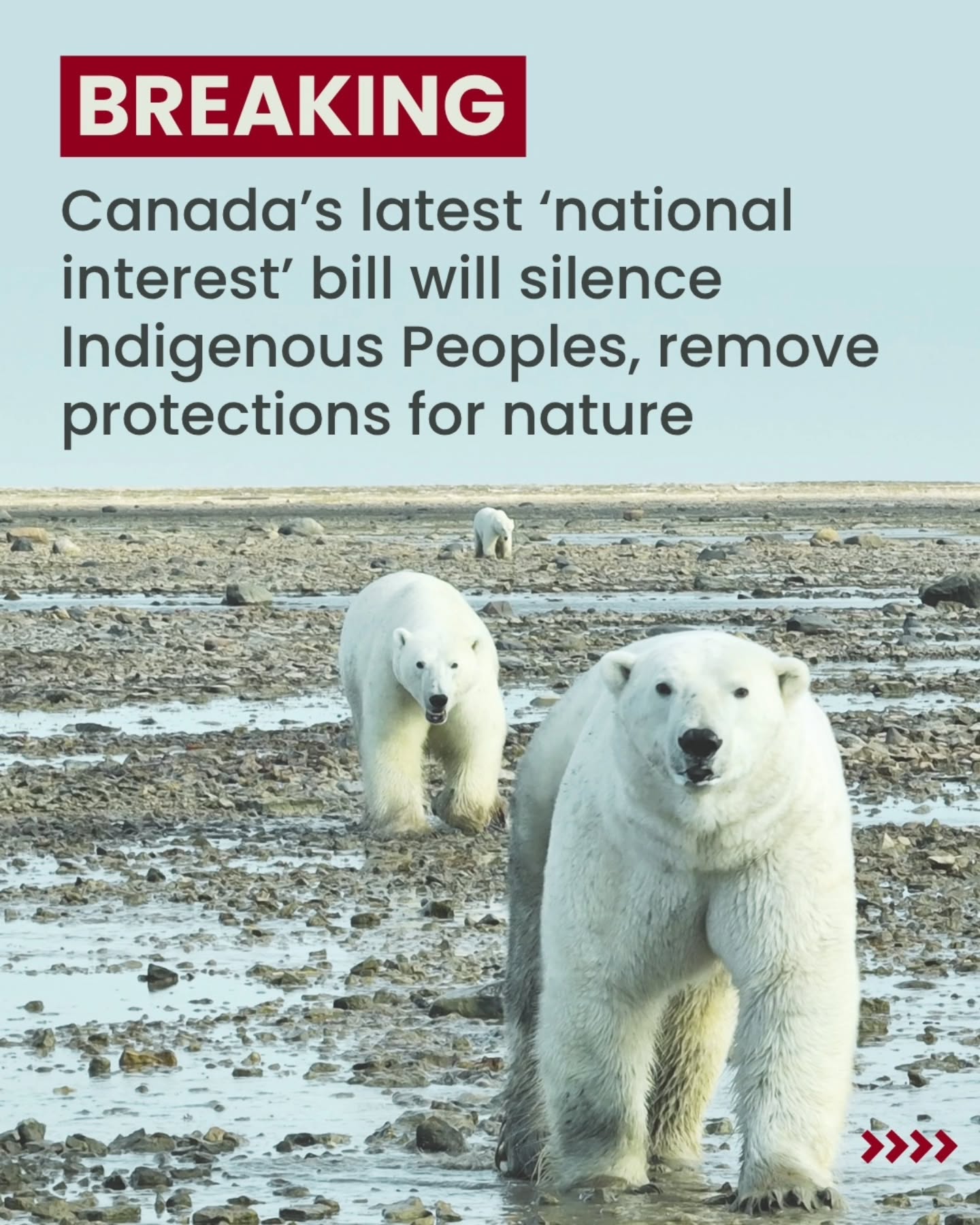 #Repost @naturesdefence
——
‼️ BREAKING ‼️
Bill C-39 is Canada’s latest attempt to accelerate development — including in the Hudson-James Bay Lowlands where the Ring of Fire mining project is proposed — with no regard for Indigenous rights and nature.
We can’t be idle as our governments continue on their path of violating human and environmental rights.
We know the news and the state of the world is overwhelming (compassion fatigue is real!), but we encourage you to stay engaged:
✔️ Read our press release (link in bio)
✔️ Share this post
✔️ Follow us for updates and calls to action
And remember — hope is a form of resistance! -@naturesdefense
📸: Photos thanks to Jeronimo Kataquapit and Eric Treleaven
#IndigenousRights #EnvironmentalJustice #RingOfFire #MarkCarney