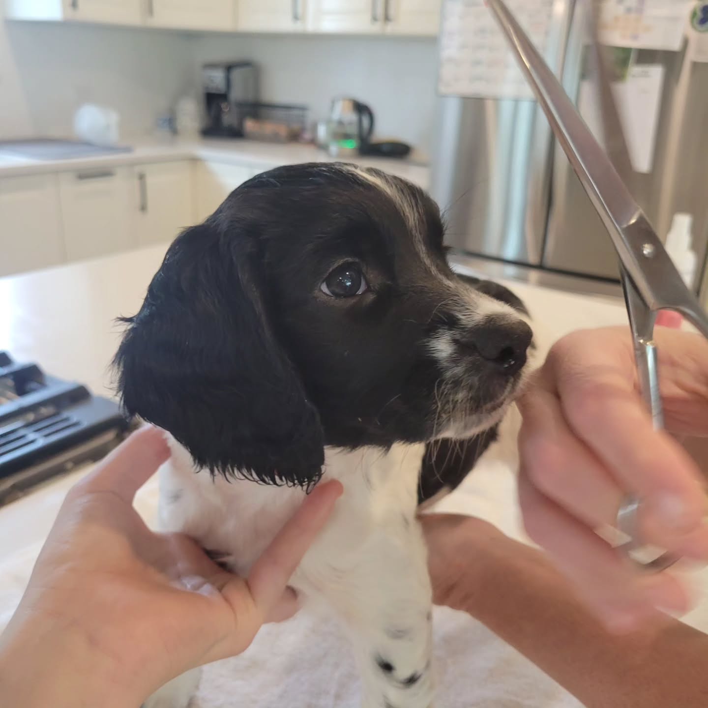 Fist of 2 posts. Daffy, Acme, Bugs, and Tweety grooming socialization.
#dog #puppy #groom