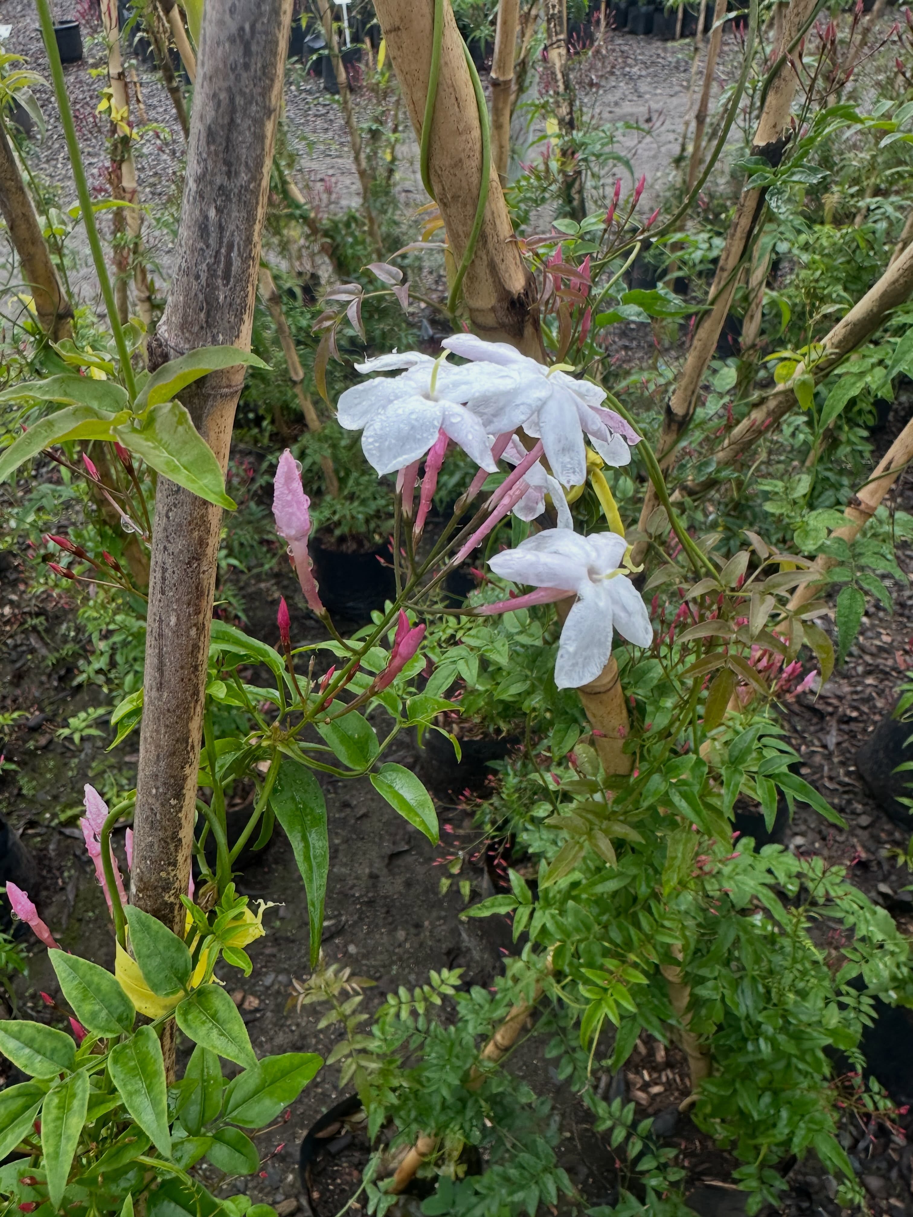 🌸 Jazmín Polianthum: perfume que enamora 🌸
Hay plantas que no solo se ven, se sienten. El Jazmín polianthum (Jasminum polyanthum) es una de ellas: sus racimos de flores blancas con el reverso rosado no solo decoran, inundan el aire con un aroma dulce e intenso que puede perfumar toda una terraza. 🤍💗
🌿 Datos rápidos sobre esta belleza trepadora:
✔️ Florece a fines de invierno y en primavera
✔️ Necesita luz brillante, pero sin sol directo abrasador
✔️ Le encanta trepar por enrejados o pérgolas
✔️ Riego moderado: ni encharcado ni sequía extrema
✔️ Ideal en macetas grandes o directo en jardín
Si buscás una planta que le dé vida (y aroma) a tu espacio, el jazmín polianthum es una gran opción. 🌱✨
¿Ya tenés uno en tu jardín o balcón? Contame en los comentarios 👇
#JazminPolianthum #JazmineLovers #PlantasAromaticas #JardinComoTerapia