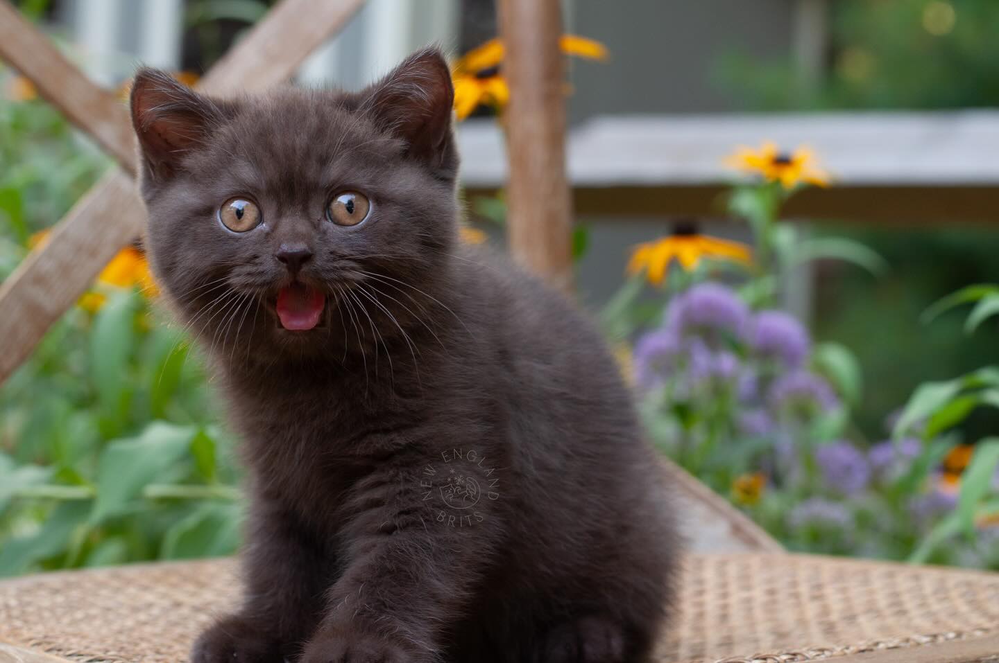 π€π€π€
.
FOLLOW here @newenglandbrits π¦
.
.
.
#britishshorthair #bearcub #bostoncats #chocolate #brownbear