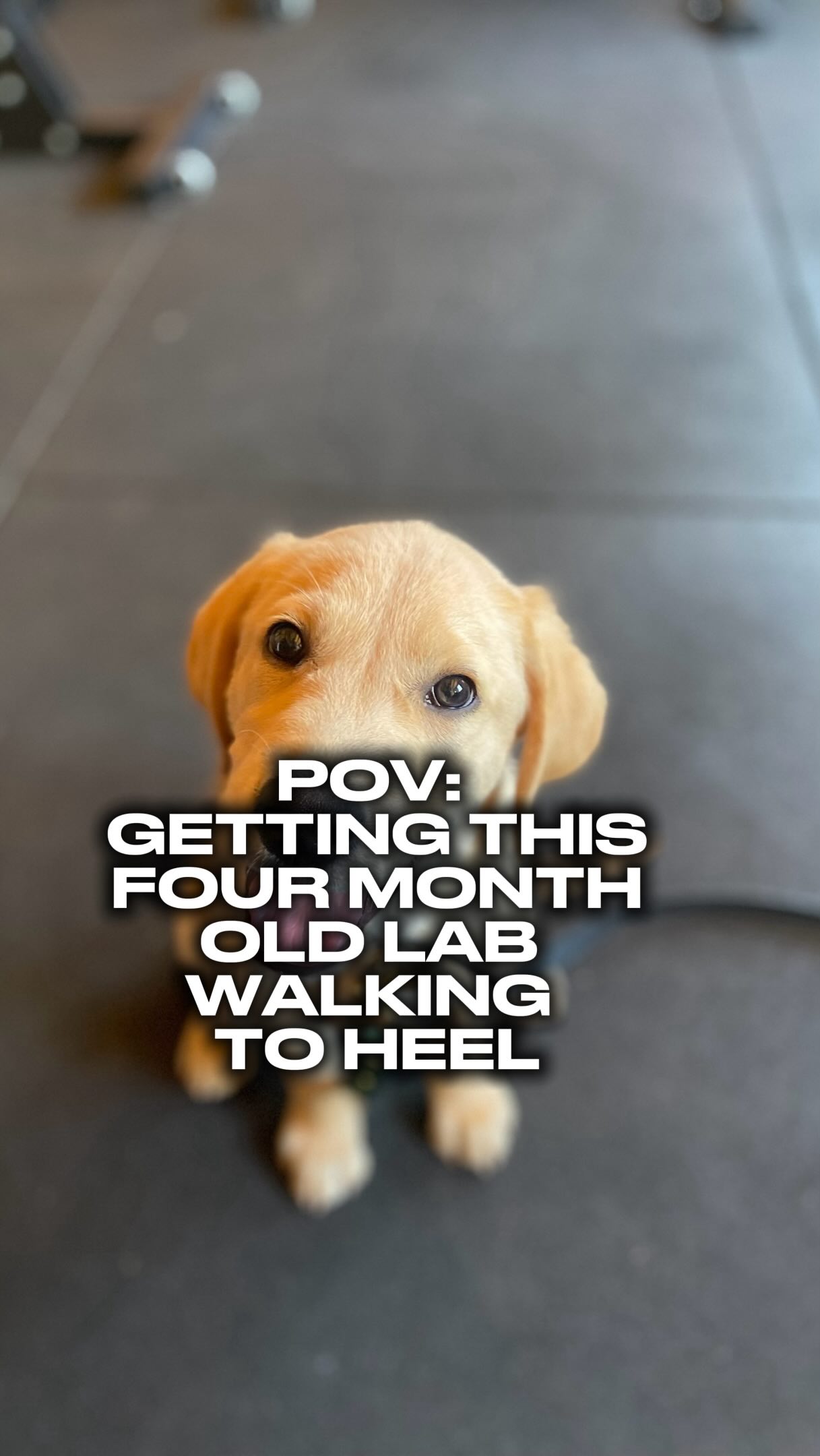 Don’t leave loose lead walking practice until the dog is bigger and more powerful
Work on it from day one
So that the dog knows no other way to walk on a lead then the way you have taught them
Don’t allow them to pull as a cute little puppy
Because it’s just builds the habit of pulling
Instead work on good lead walking manners from day one
If you want help training your dog, pop us a dm to chat
#chalfontstpeter #chalfontstgiles #gerrardscross #dogwalker🚶🏻♂️🦮💨 #dogtrainer