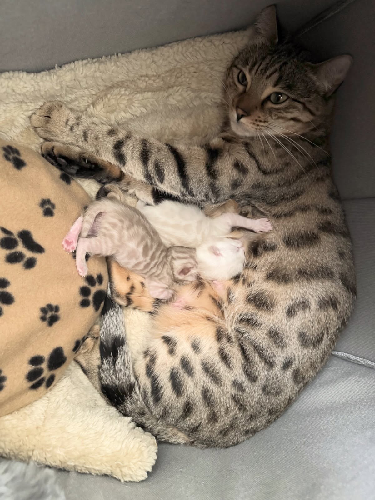 We are delighted to announce that Ari and Orion welcomed two beautiful snow kittens (a seal lynx boy and a seal mink girl) on Sunday night ✨ mama and babies are doing great and we are so in love with them 🥰 #empawriumbengals #bengalkitten #bengalcat #cats_of_instagram #catlover