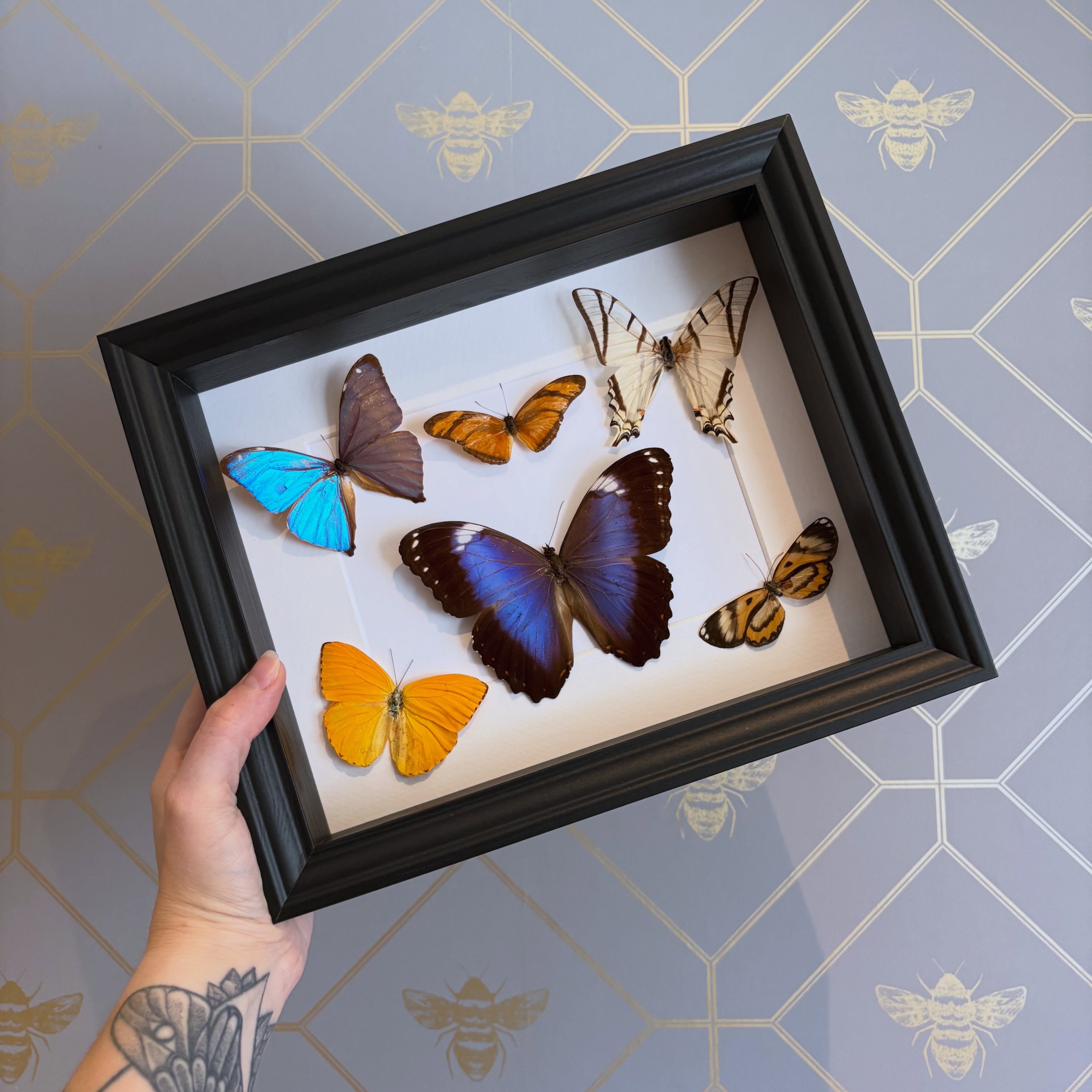 🦋 Refurbish / Re Frame 🦋
I was asked if we were able to reframe a set of butterflies from a vintage frame that the owner wasn’t keen on. The frame was embellished with stones/crystals, a gold chain and multicoloured dried flowers.
Tricky one to open but once we did, the butterflies were removed and placed in a more simple display to be appreciated one again!
Original frame can be seen in the last image.
#refurbished #restoration #reuse #butterflies #taxidermy