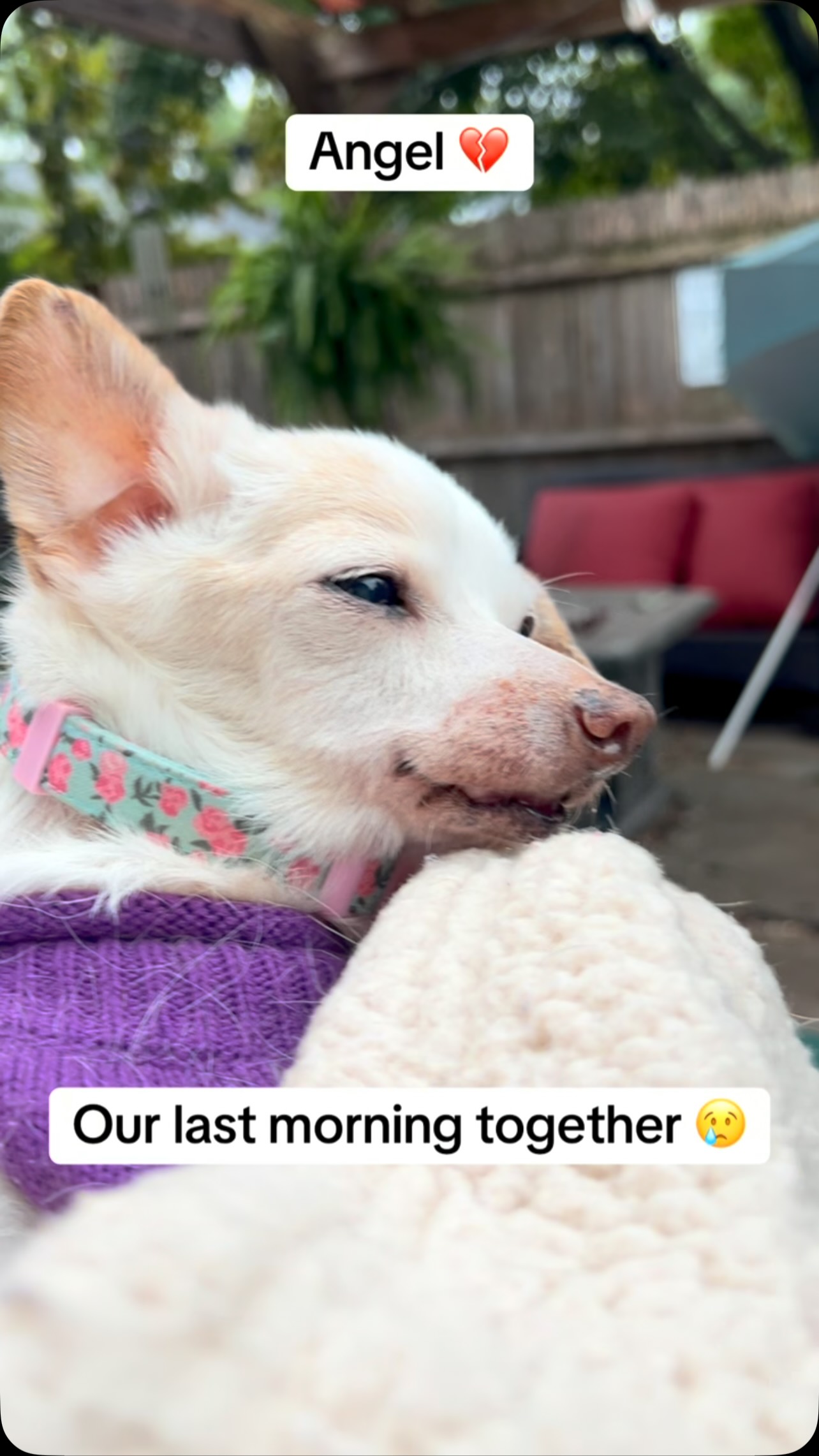 Angel was a victim of cruelty, she came to
us in 2022. She was amazing and resilient and loved life. Kidney disease sucks, run free, I hope they have piles of toys for you there 🥹 save old dogs, even though your time may be short, they deserve it 🙏❤️ #seniordogrescue #seniordog #seniordogsanctuary #olddog #shelterdog
