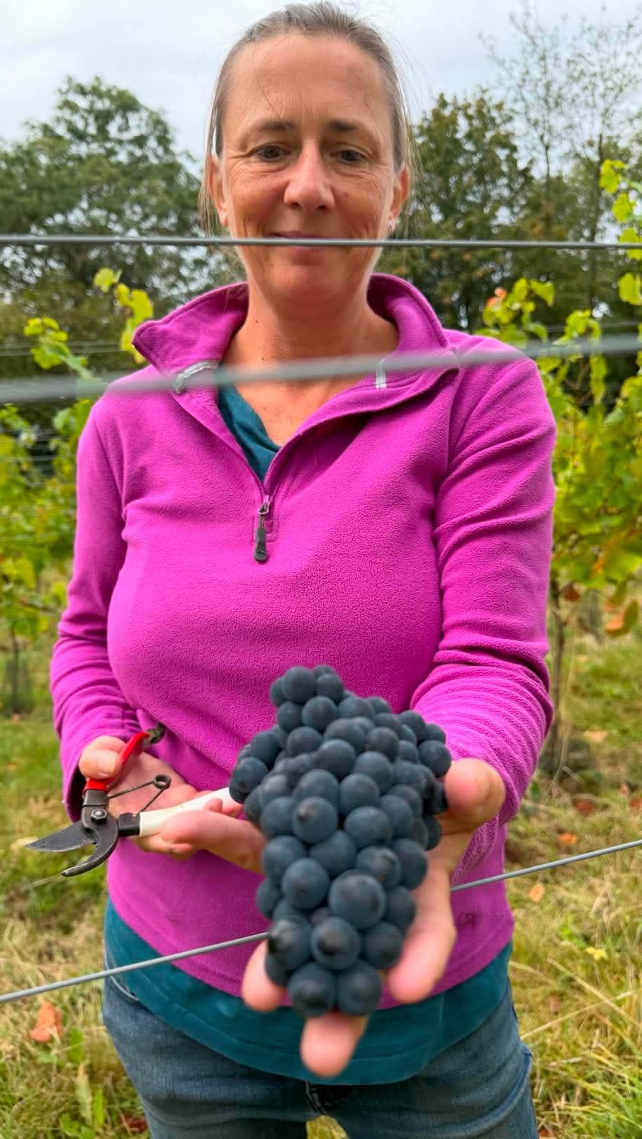 🍇 Rosé harvest! 🍇
Yesterday, 4 September, we picked our Pinot Noir (Champagne clone) — more than last year, but still a small vintage after two very dry years. Our young vines are taking their time getting established!
Now it’s over to Ned, making the wine here in the Oatley micro-winery. 🍷
And a huge thank you to our lovely friends who came to help at very short notice. ❤️
From vine to bottle, it really is a team effort!