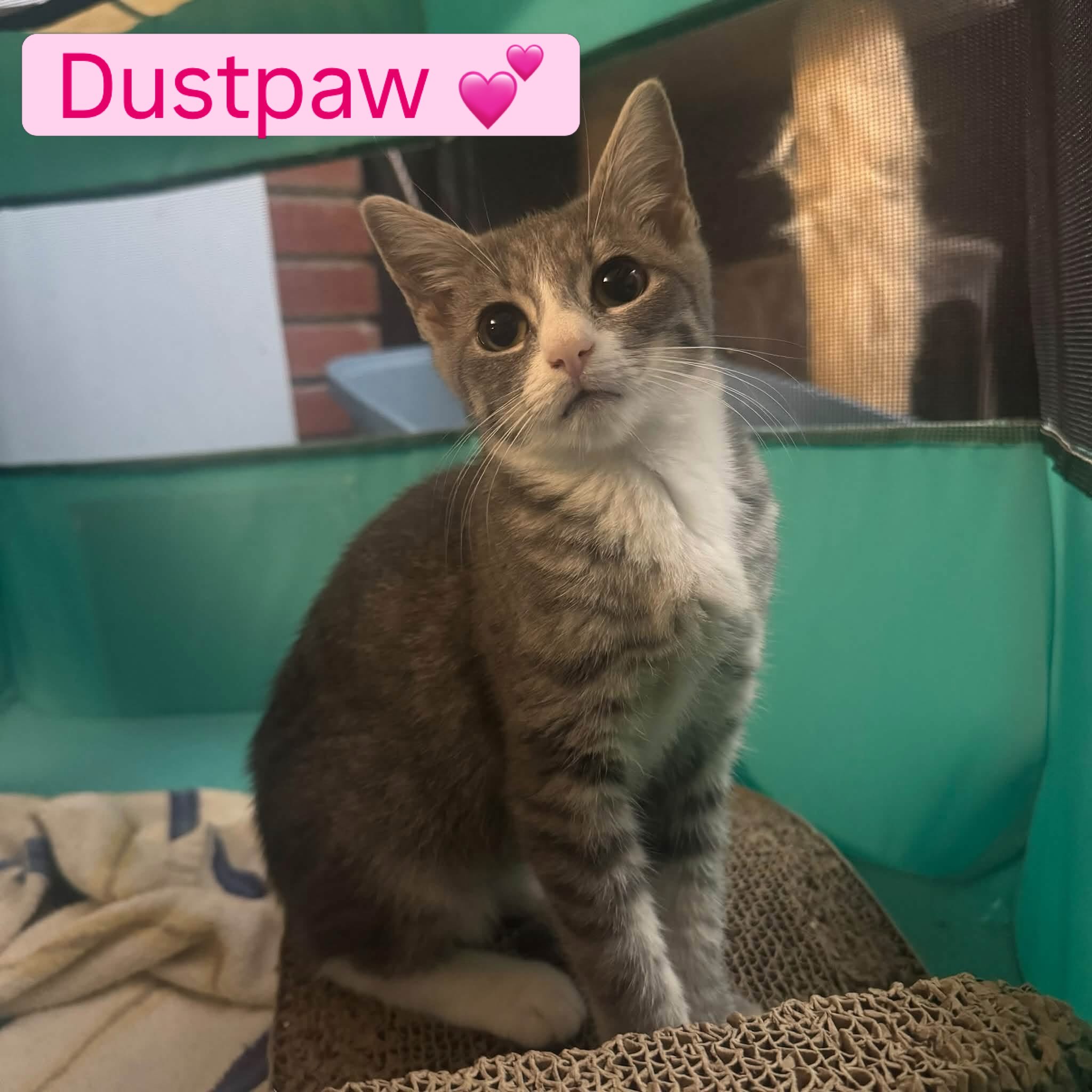 💖🐾 Dustpaw, nicknamed “Little Gray”, is the smallest 4-month-old kitten we’ve ever seen, weighing just 2.5 pounds. While all of her friends have been growing like weeds, Dustpaw hasn’t. She has remained tiny despite being an otherwise happy, playful kitten.
After some recent concerning bloodwork, her overall growth pattern, and gastrointestinal issues, we became concerned that Dustpaw may be in the early stages of Feline Infectious Peritonitis (FIP).
FIP is a serious disease caused when feline coronavirus mutates within an individual cat. It can cause inflammation throughout the body and may present with symptoms such as poor growth or weight loss, decreased appetite, lethargy, persistent fever, abdominal or chest fluid, gastrointestinal problems, or neurological changes. Unfortunately, FIP can be difficult to diagnose definitively, especially in its early stages.
Because we don’t want to wait for Dustpaw to become seriously ill before acting, we’ve started her on an 84-day course of the antiviral GS-441524, under veterinary guidance. GS-441524, only recently available legally in the US, has become an important treatment for FIP and has dramatically changed the outlook for cats affected by this disease.
She’s eating, playing, causing trouble, and being her crazy little self; She is just a little more tired than usual.
We’re watching her closely and giving her every chance to keep growing into the little cat she was meant to be. She may be tiny, but she has a HUGE personality, and we have a good feeling that this little fighter is going to make it through. 💕🐾
If you’d like to contribute to her care, please visit our facebook link to donate:
https://www.facebook.com/share/p/1HDHpskfoJ/?mibextid=wwXIfr
#animalsindistressnj #adoptablecats #cats #mercercountynj #adoptme