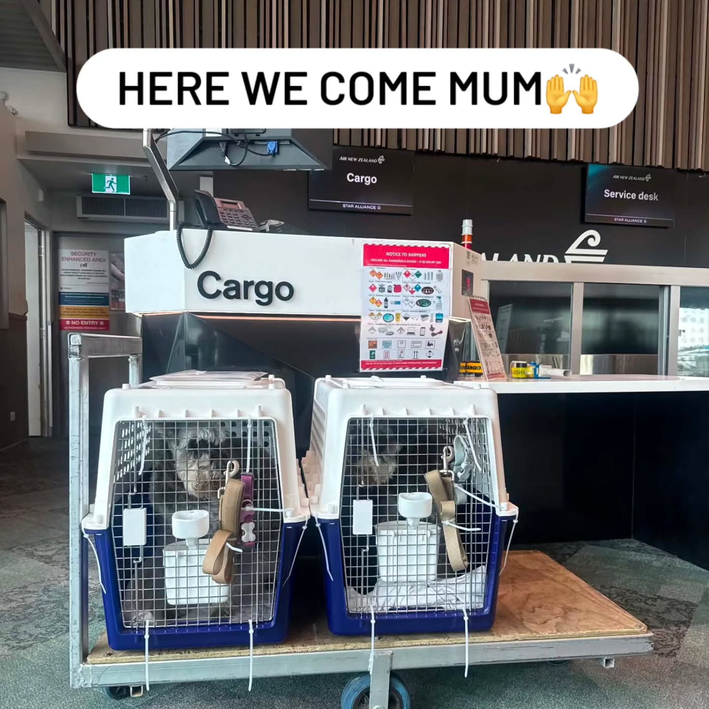 "Watch out South Island, our next chapter starts right now🛫🛩🛬"
Today we say farewell and best wishes to Volt and Loulou who are relocating to Christchurch 🩷 they where a delight.
#pettransport #hamiltonairportnz #Hamiltonpettransport #minischnauzer