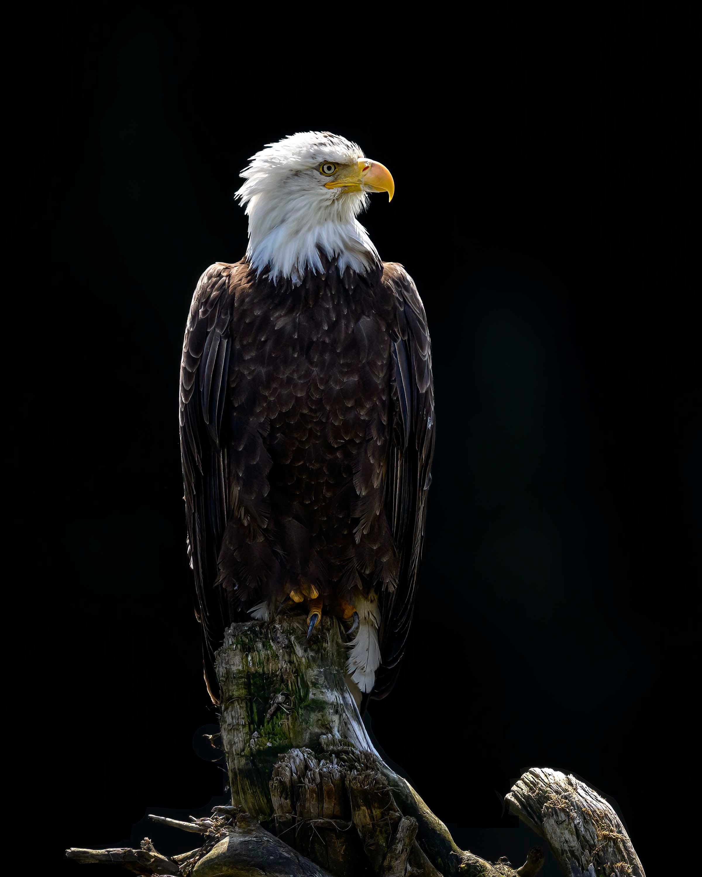 Sometimes can be powerful too. An eagle, a quiet perch and a gaze fixed on the future.
#eagle #canada #nikonpro #birdphotography #beautiful