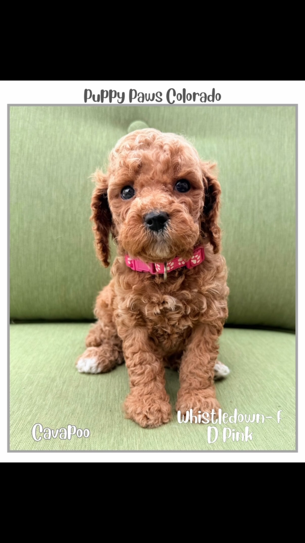 Puppy selection day! First pick was Whistledown! #cavapoo puppy!