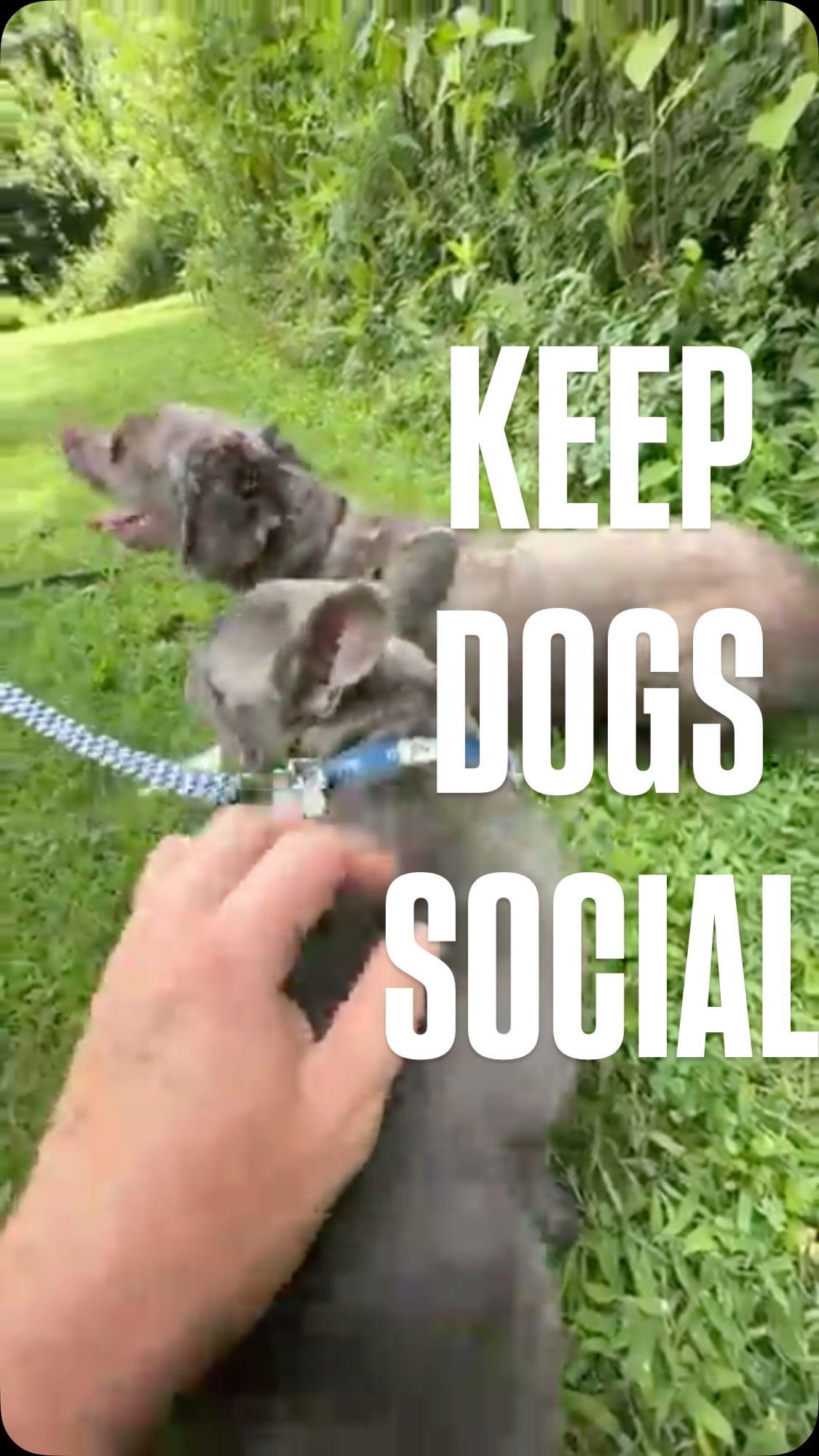 How to do the AK9 3x5
The 3x5 is the 3 active drive states of engagement, freedom, play, and work, for 5 mins each, totaling 15 mins a day.
I learned this concept through a highly skilled trainer named Jay Jack @nextleveldogs
Freedom is a high arousal, low attention state where I want the dog to put relevance exclusively on other things. I achieve that by not giving a bunch of commands and markers but instead exploring with the dog and allowing him to pee, poop, chase, sniff, run, jump, socialize, etc.
Play is a high arousal, high attention state where the dog is accessing the aggressive persona through play with tag, tug, and fetch. I must be sincere and access prey drive by letting the toy run along the ground away from the dog.
Work is a low arousal, high attention drive state in which the dog is channeling energy into a task like walking, shaping, or positional obedience. I always keep these short because to the dog they can be kind of lame.
Finally, Rest is a low arousal, and low attention state where the dog can take naps, sunbathe, chew on a benebone, or wander around calmly. I need to sometimes leave them be. Work can help with rest to show inevitability and acceptance, but it’s not replaceable. This is what the dog does 98.96% of the day. Do the math.
Finley is available for adoption through @russellrescue_tn and is an incredible dog in every way. He’s 🤏🏼 this close to being off leash trained which we will tackle over the next 2-3 sessions.
#biologicalfulfillment #playwithyourdog #timemanagement #lifehack #DogTraining