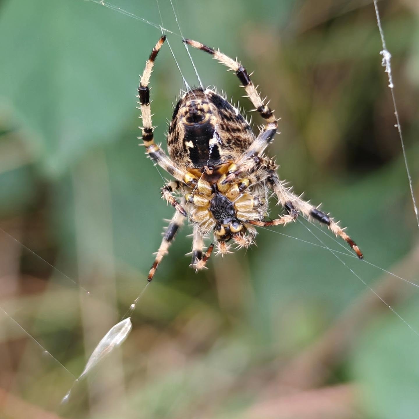 Incy Wincy spider - Stumbled upon this little beast while peering in the edge rows! 🕸️ Looks like it's striking a pose for YMCA 🎶. 😄 What an interesting specimen! 🕷️
#NatureFind #spiderphotography #naturelover