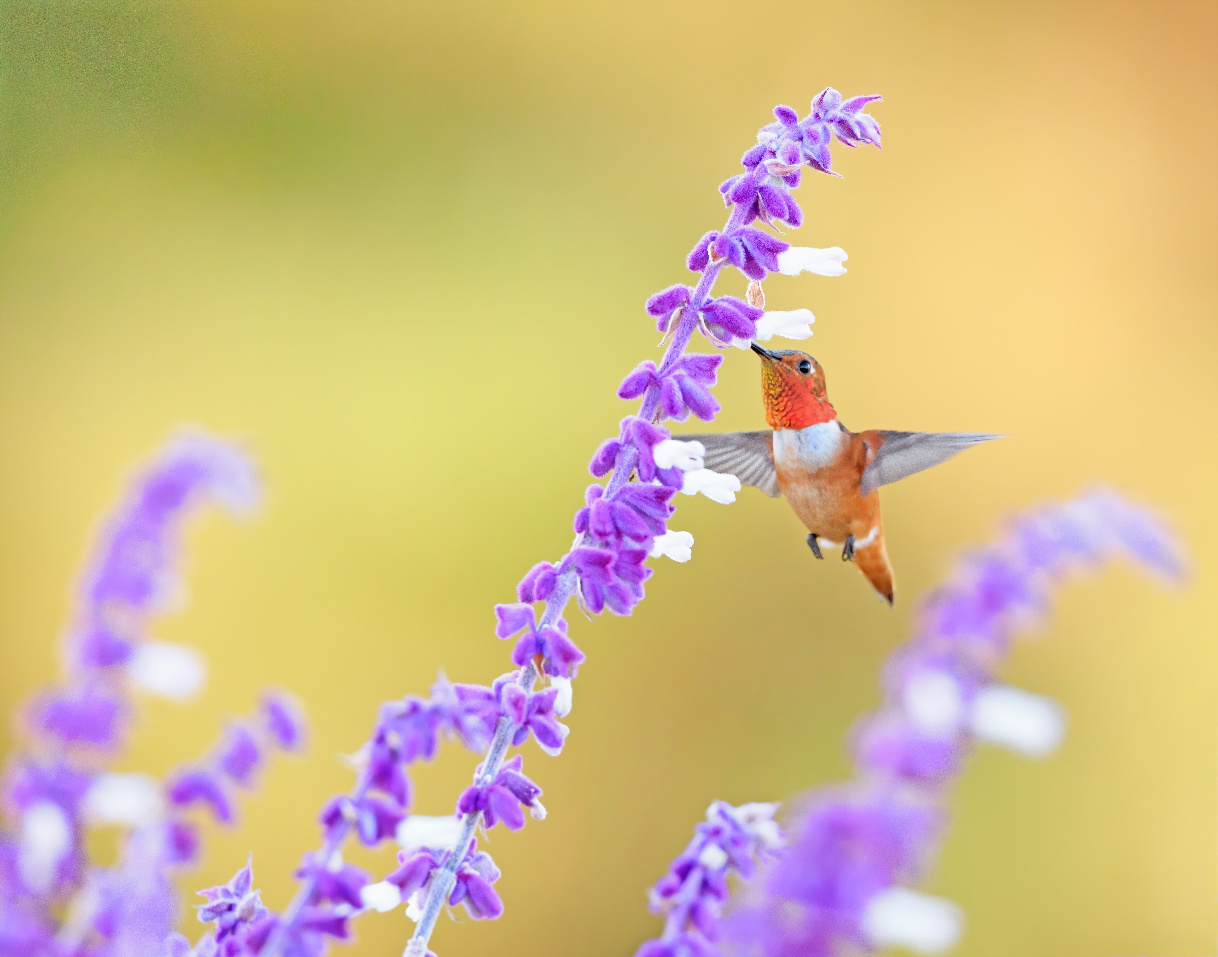 Allen's Hummingbird snacking on some salvia...love that pop of orange! 🍊