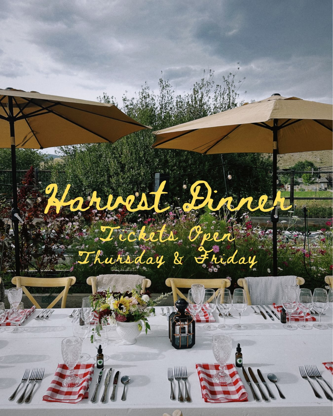 These are the last Harvest Dinners of the season — the culmination of everything we’ve grown, tended, and harvested all year, shared at one table. 🌾
We were sold out, but a few extra tickets have opened up for Thursday and Friday night at Gracie’s Farm. It’s our final chance this year to gather over a meal made from what’s still coming out of the fields, as the light turns golden and the season closes out.
Head to graciesfarm.com to book — ticket sales close Sunday.