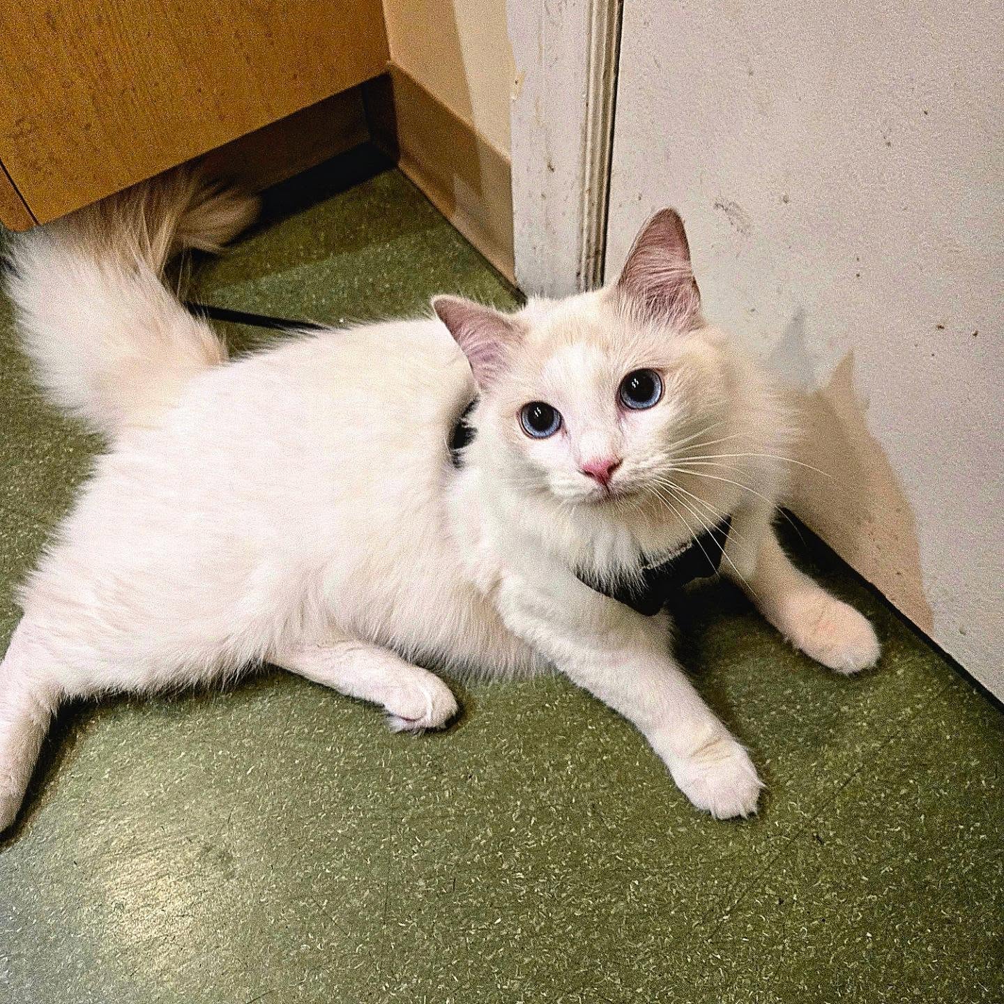 🐱🤍 First vet visit for this handsome Ragdoll! 🩺✨
Meet Moki, an almost 1-year-old cream Ragdoll who came to Pacific Pet Clinic for his first checkup today! 🥹🐾
With those beautiful blue eyes, fluffy coat, and sweet Ragdoll look, Moki definitely stole our hearts! 😻🤍
His first checkup is an important step in making sure he’s growing healthy and happy as he approaches his first birthday. 🎂🐱✨
💬 Ragdoll lovers, what’s your cat’s personality like — cuddly, playful, or a little bit of both? 👇🥰
#ragdollcat #vancouverpets #catsofvancouver #cathealth #pacificpetclinic