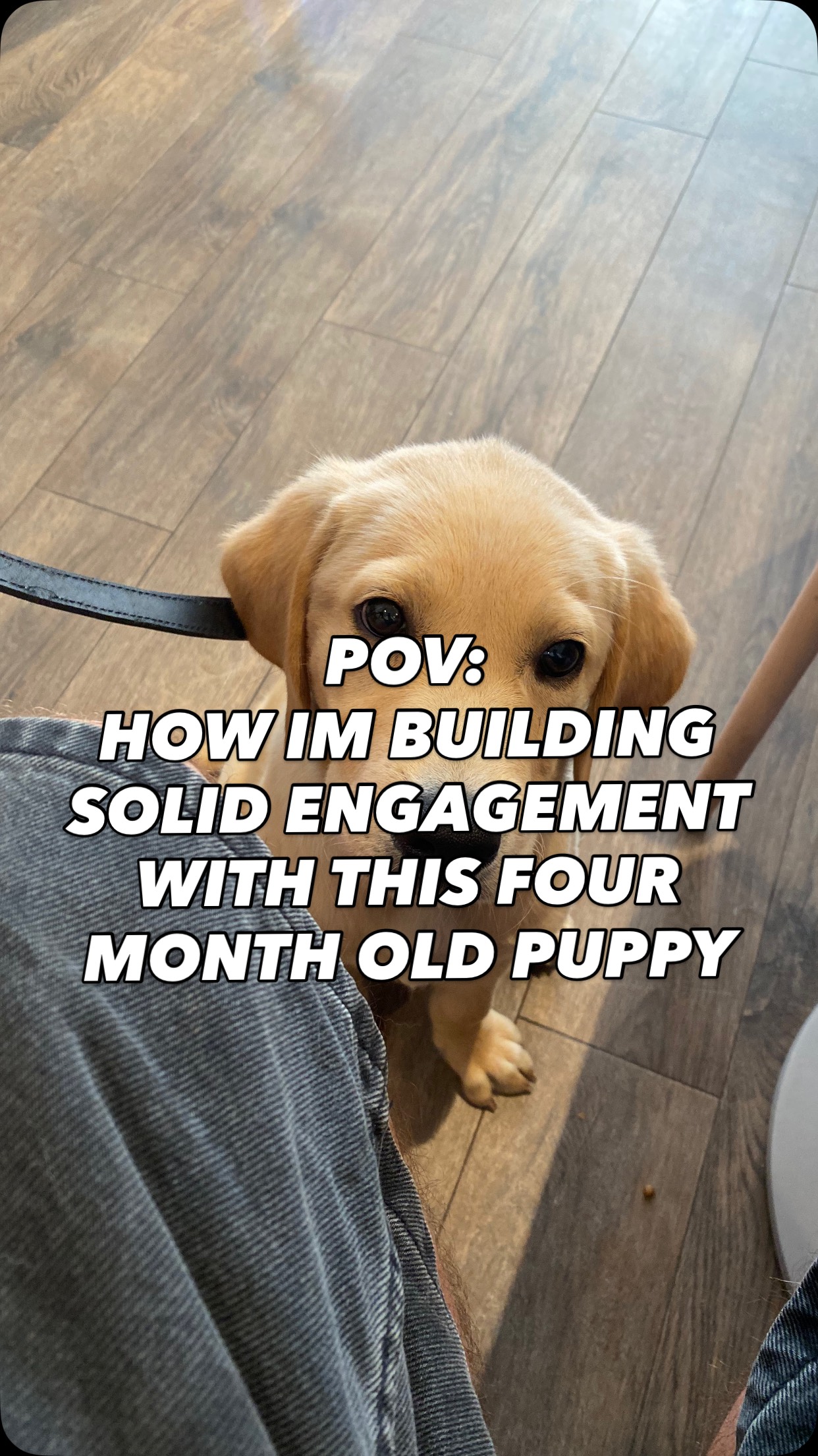 Before recall, loose lead walking, heel and other obedience
First you must build eye contact and engagement with your dog
Then once you have done that everything else will come easy
If you want help training your dog, pop us a dm and let’s chat
#chalfontstpeter #chalfontstgiles #gerrardscross #dogwalking #dogtrainer