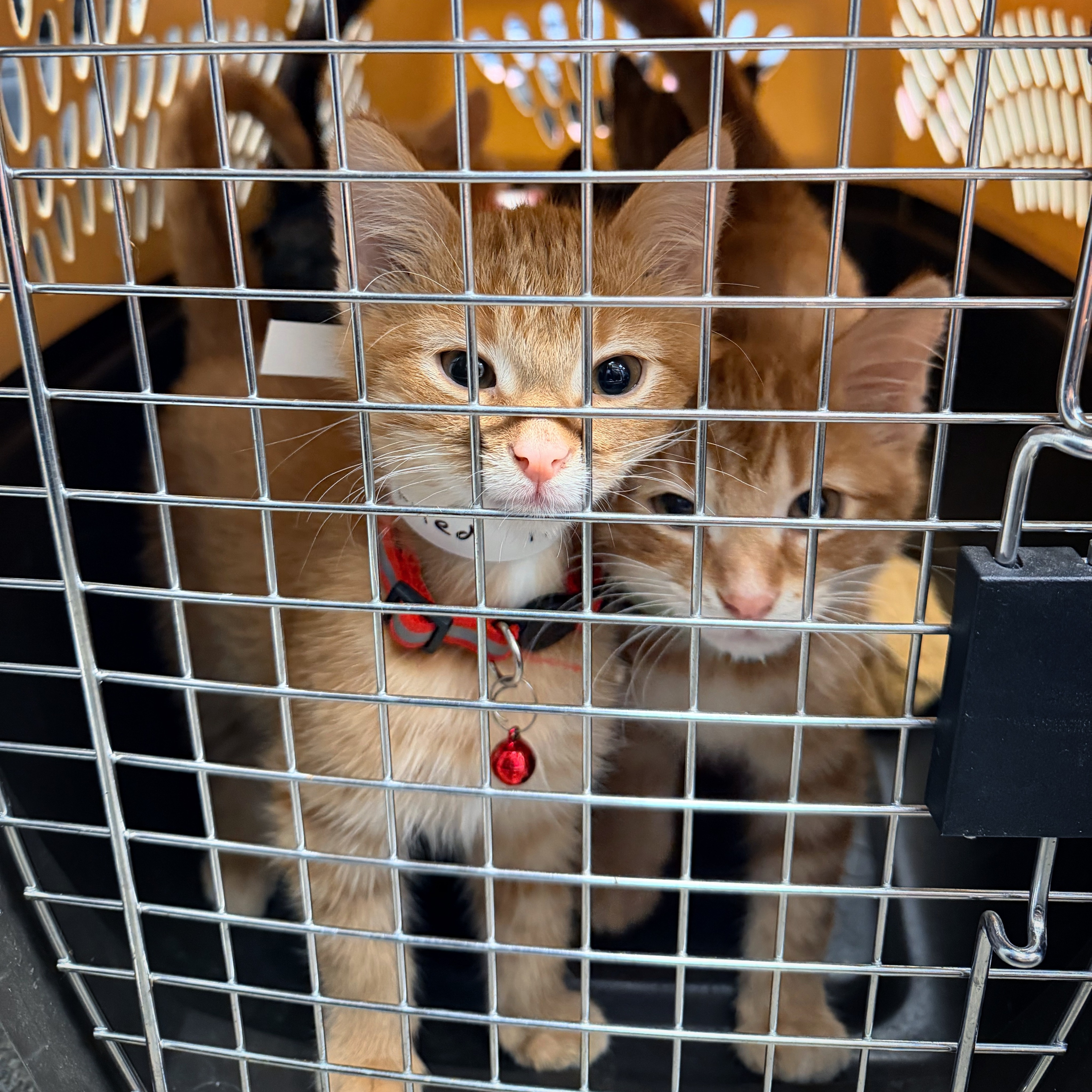 📣 Heads up! Mission Animal Hospital will be closed this Thursday, Sept. 24, while our team takes part in staff training. See you Friday at 8am! 🐾