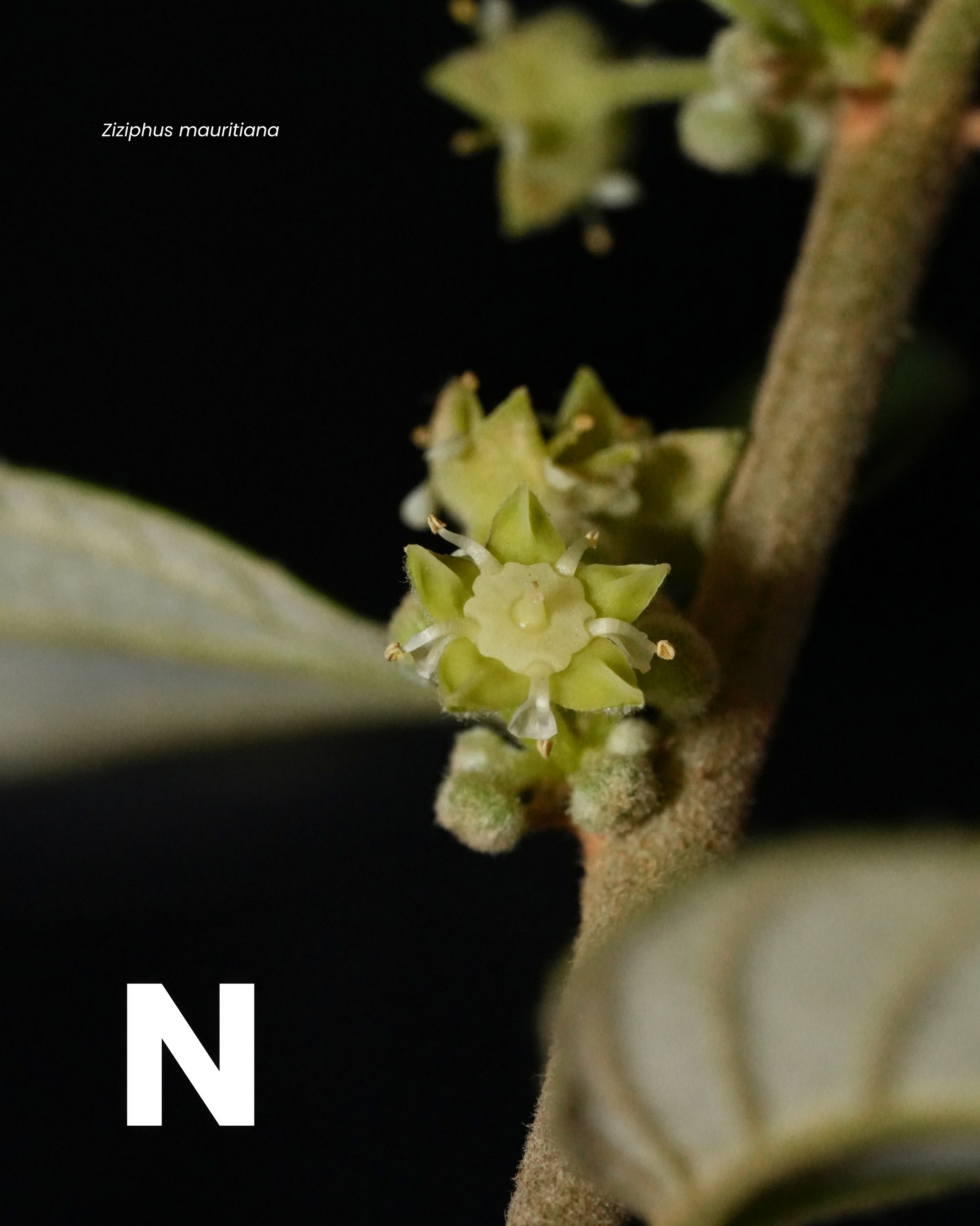 Nectario
Glándula vegetal especializada que produce y libera un líquido azucarado llamado néctar. Los nectarios pueden ser florales o extraflorales.
.
.
Florales: ubicados dentro de la flor. En 𝘋𝘪𝘭𝘰𝘥𝘦𝘯𝘥𝘳𝘰𝘯 𝘤𝘰𝘴𝘵𝘢𝘳𝘪𝘤𝘦𝘯𝘴𝘦 y 𝘔𝘦𝘭𝘪𝘤𝘰𝘤𝘤𝘶𝘴 𝘣𝘪𝘫𝘶𝘨𝘢𝘵𝘶𝘴, el disco nectarífero es una estructura carnosa y visible en la base del gineceo que recompensa a los polinizadores.
Extraflorales: ubicados fuera de la flor, en pecíolos u hojas. En 𝘗𝘢𝘴𝘴𝘪𝘧𝘭𝘰𝘳𝘢 𝘧𝘰𝘦𝘵𝘪𝘥𝘢 y 𝘛𝘶𝘳𝘯𝘦𝘳𝘢 𝘶𝘭𝘮𝘪𝘧𝘰𝘭𝘪𝘢, los nectarios en los pecíolos generalmente atraen hormigas y otros insectos que actúan como guardianes de la planta.