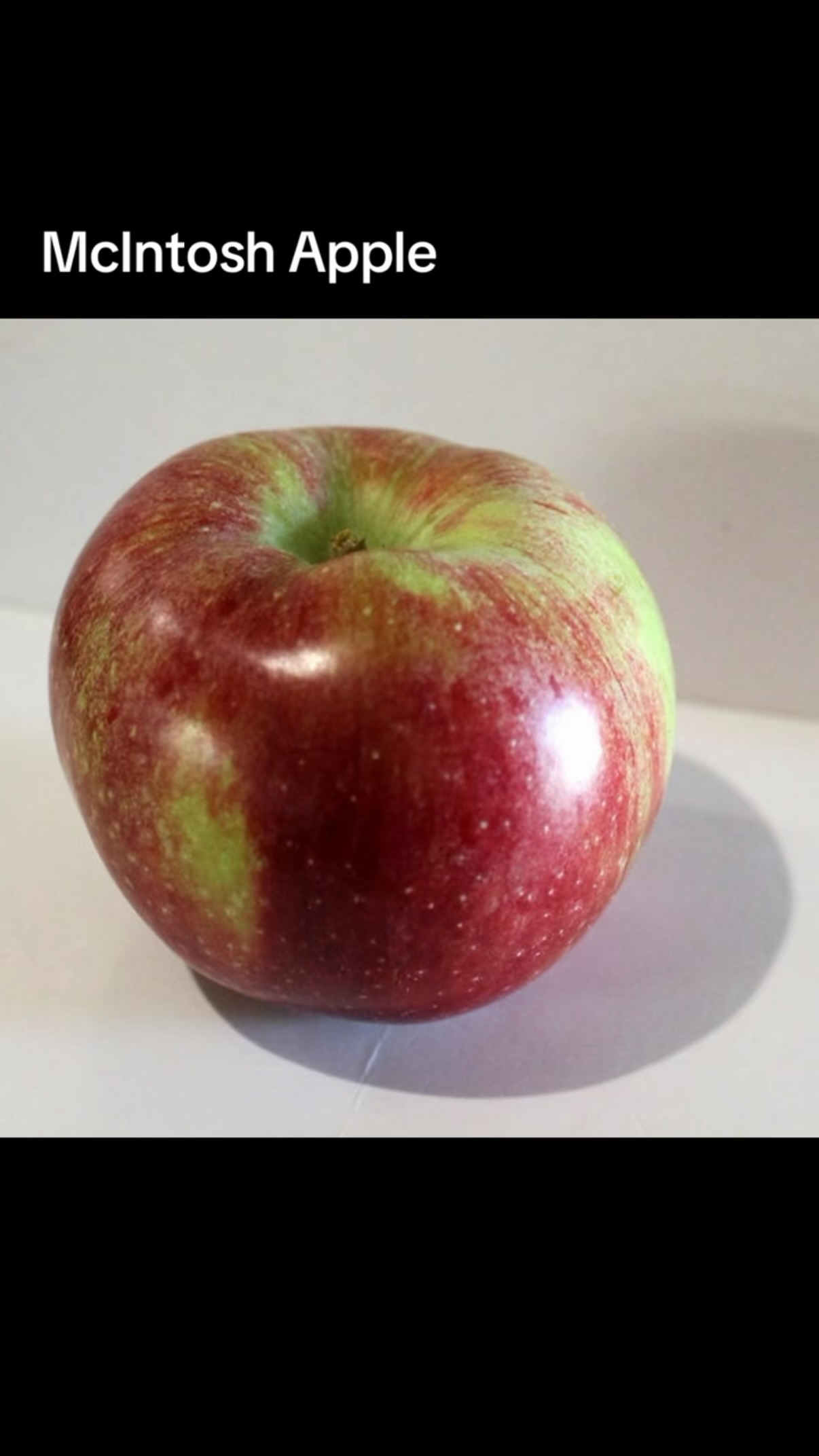 Flavor: I’m going to break the flavor of the McIntosh apples into two different categories:
Early, freshly picked McIntosh - The McIntosh are commonly thought of as a softer, sweeter apple. When they are first picked from the tree that is absolutely not true. When we’re still picking them right off the tree and they haven’t been in storage yet (most of September) they are crisp and vinously tart! They will make an amazing crunch when you first bite into them and surprise you with their classic, apple flavor.
Later, mellowed with Storage McIntosh - McIntosh apples later in the season - once we’re done picking them fresh from the tree and we’re pulling them out from cold storage will be much more mellow. This means they have sweeten up a bit and they are a much softer apple. These are my father-in-law Frank’s favorite apple!
Baking: The McIntosh will mush when cooked. Jared loves a mushy pie and smooth sauce so McIntosh are his favorites for baking.
History: Snow Seedling from Ontario, Canada in 1798. It is an heirloom apple.