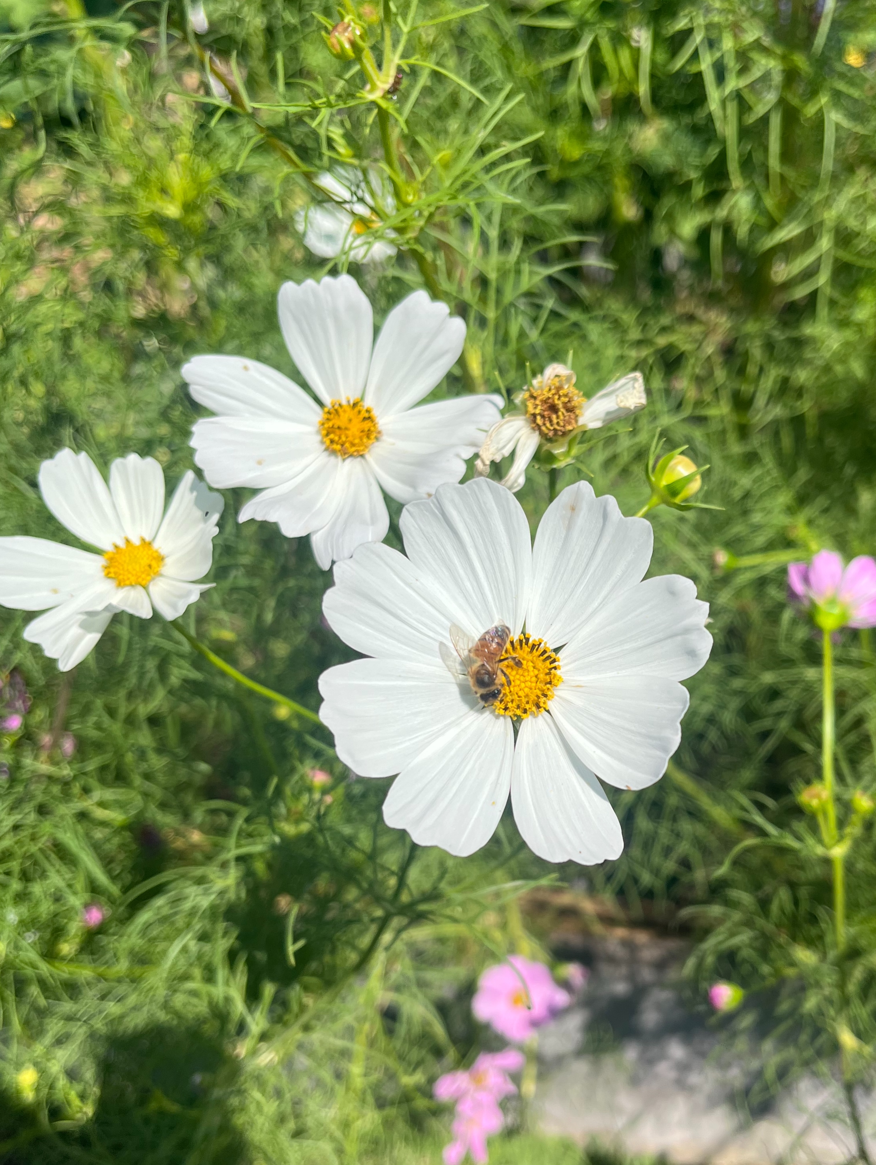 A little Sunday garden beauty do you all - can you spot our little garden friend in the last photo? 🐈⬛