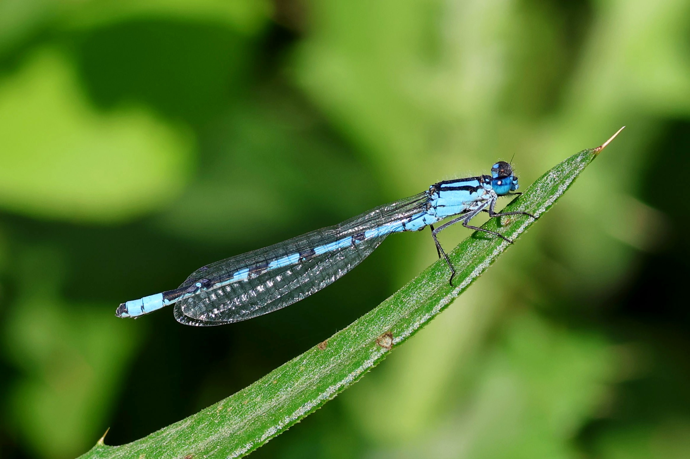 An azure bluet damselfly.
#islandwildlife #kefaloniawildlife #greekwildlife #guidedwildlifewalks #insect