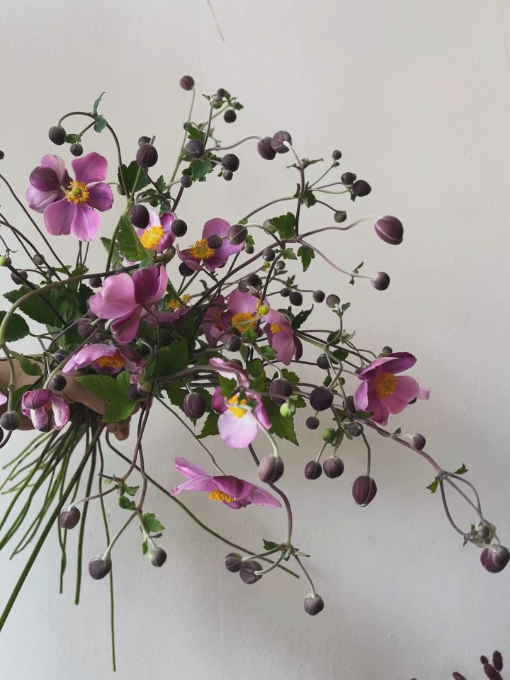 The Japanese Anemone. Everything we want from a flower - all at once. And local!