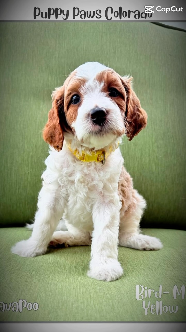 Puppy selection Day was a hit! We have 1 puppy left looking for his forever 🏡 #cavapoo #puppy