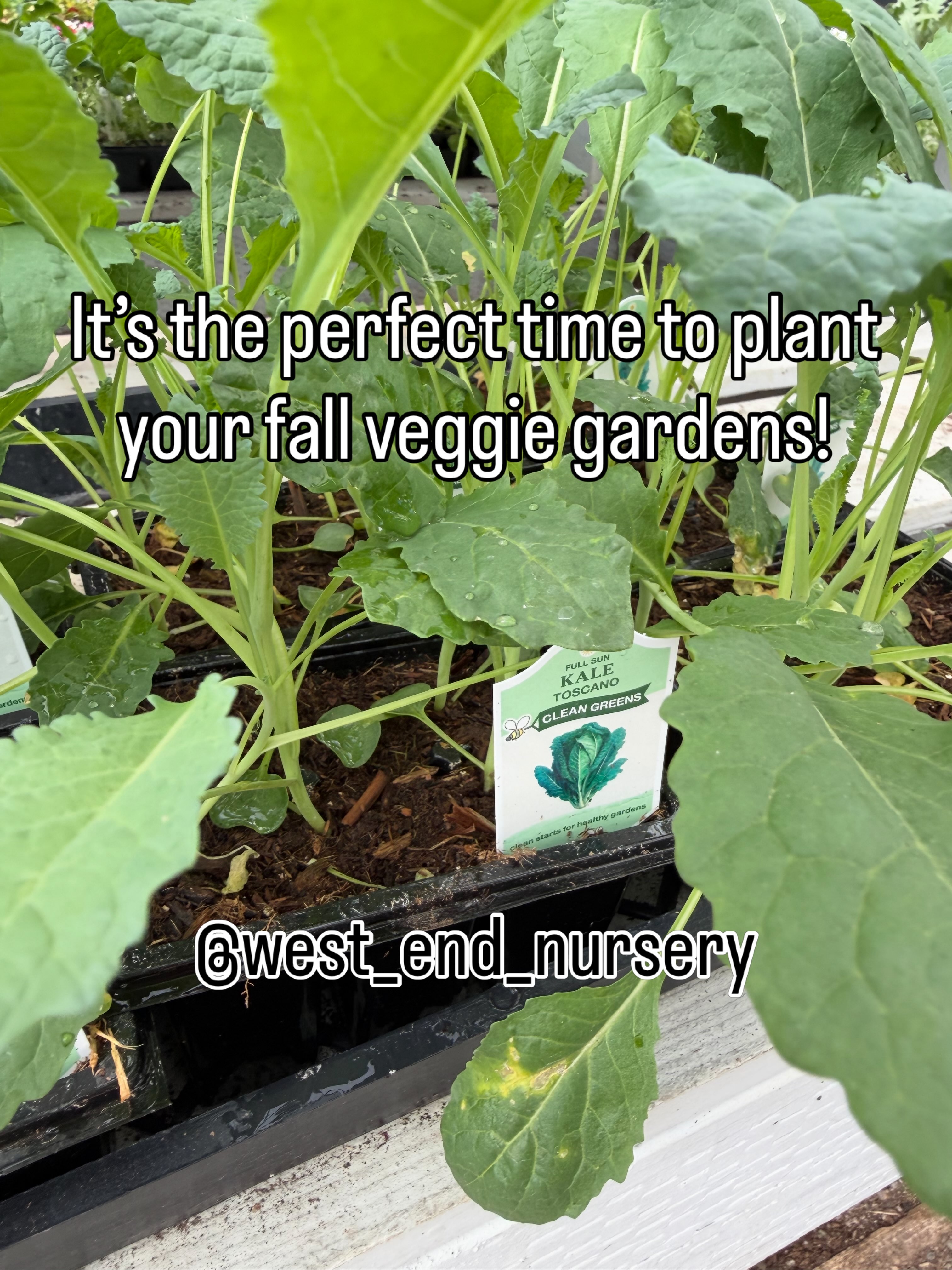 🥬 Grow your greens this fall! 🥦🍂
Kale, Swiss chard, spinach, broccoli and other leafy greens love the cooler weather—and they’re some of the healthiest things you can grow.
Even better? When fresh veggies are growing right outside your door, adding something healthy to lunch or dinner is as easy as stepping into the garden. 🌱
Plant now, pick fresh, eat well.
Stop by West End Nursery and see all the beautiful fall vegetable starts we have in stock!
#West_West_nursery #GrowYourGreens #GrowYourOwnFood #fallgarden #gardentotable
🥬 Grow your greens this fall! 🥦🍂
Kale, Swiss chard, spinach, broccoli and other leafy greens love the cooler weather—and they’re some of the healthiest things you can grow.
Even better? When fresh veggies are growing right outside your door, adding something healthy to lunch or dinner is as easy as stepping into the garden. 🌱
Plant now, pick fresh, eat well.
Stop by West End Nursery and see all the beautiful fall vegetable starts we have in stock!
#West_West_nursery #GrowYourGreens #GrowYourOwnFood #fallgarden #gardentotable
🥬 Grow your greens this fall! 🥦🍂
Kale, Swiss chard, spinach, broccoli and other leafy greens love the cooler weather—and they’re some of the healthiest things you can grow.
Even better? When fresh veggies are growing right outside your door, adding something healthy to lunch or dinner is as easy as stepping into the garden. 🌱
Plant now, pick fresh, eat well.
Stop by West End Nursery and see all the beautiful fall vegetable starts we have in stock!
#West_West_nursery #GrowYourGreens #GrowYourOwnFood #fallgarden #gardentotable
🥬 Grow your greens this fall! 🥦🍂
Kale, Swiss chard, spinach, broccoli and other leafy greens love the cooler weather—and they’re some of the healthiest things you can grow.
Even better? When fresh veggies are growing right outside your door, adding something healthy to lunch or dinner is as easy as stepping into the garden. 🌱
Plant now, pick fresh, eat well.
Stop by West End Nursery and see all the beautiful fall vegetable starts we have in stock!
#West_West_nursery #GrowYourGreens #GrowYourOwnFood #fallgarden #gardentotable
🥬 Grow your greens this fal