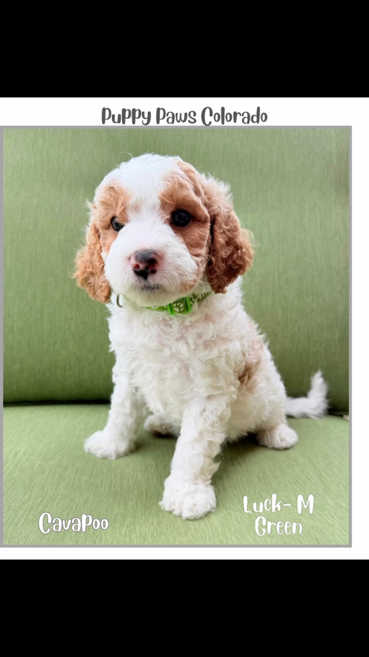 Sweet Luck is looking for his forever 🏡!!! Please reach out to schedule a visit! 303-818-5344