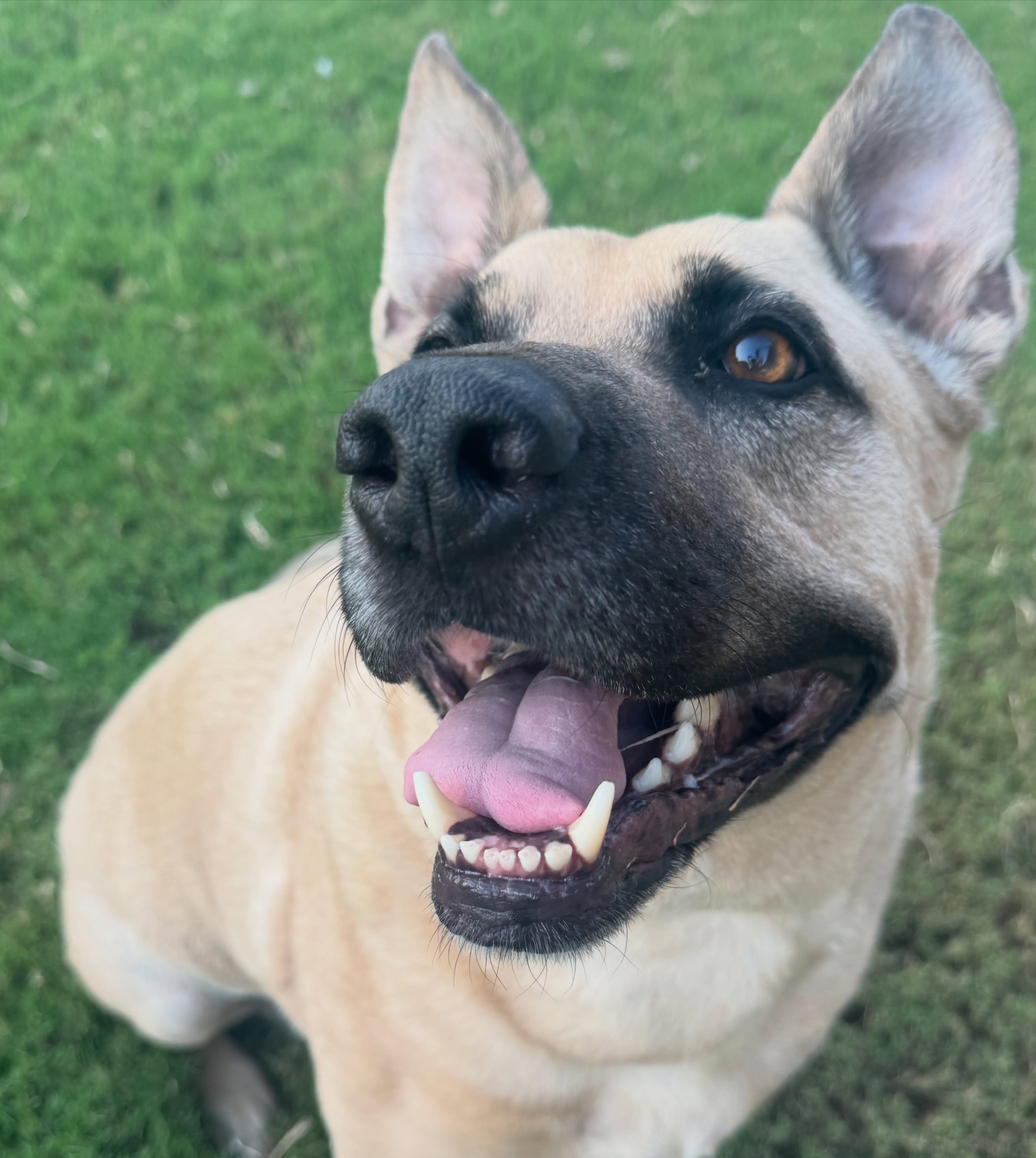 Book your play time! š Rocky
š¾Boerne Pet Sitting
šBoerne - Fair Oaks Ranch - Dominion - Leon Springs
š±Book now! DM to request dates or message 830-837-3135
#petsitting #boerne #fairoaksranch #dogsofinstagram