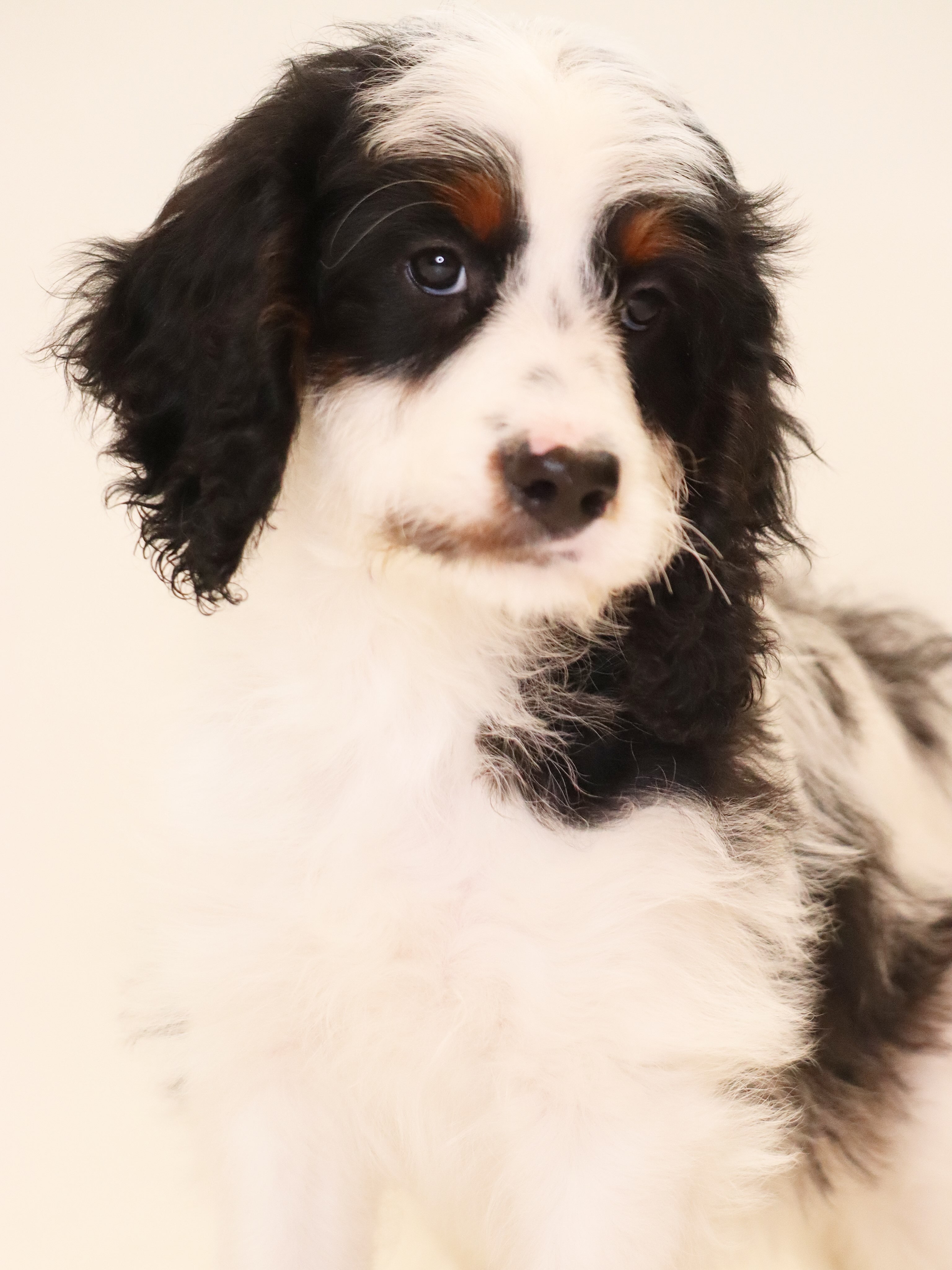 Spyce and Kippers medium F1 PARTI girl is available and ready to go - she is half off and discounted due to her coloring being passed on, she is so sweet, goofy, snuggly, very well socialized, DM to inquire #LKBernedoodles