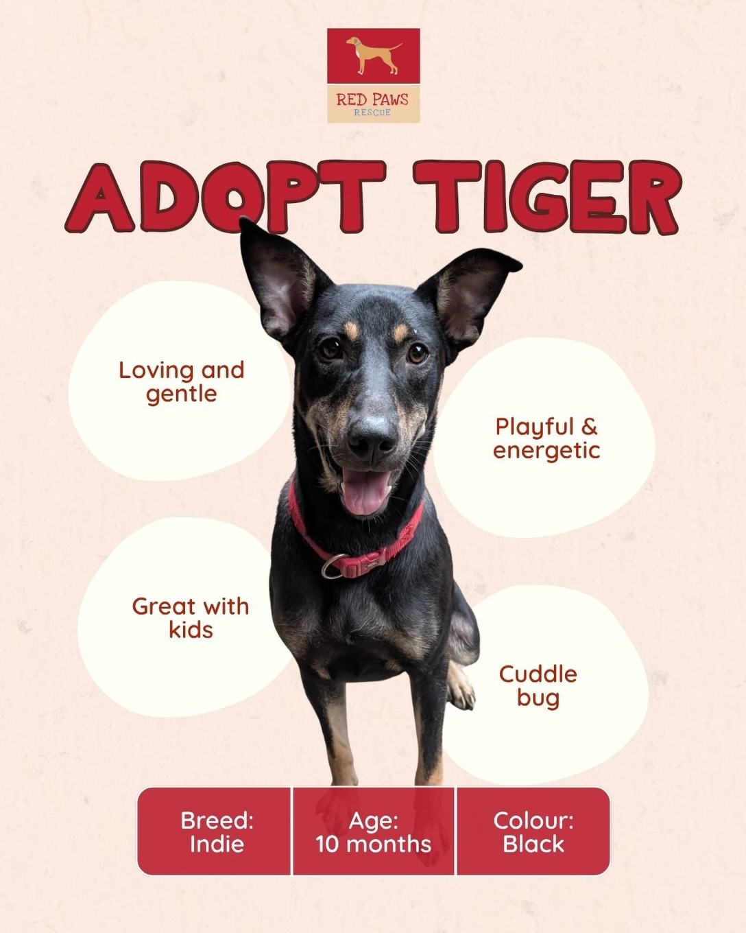Tiger is growing up in the shelter and he shouldn’t be.
From a tiny pup to the strong, confident, and loyal dog he is today, his entire life has been spent waiting.
Waiting for someone to choose him.
Waiting for a home.Waiting for love.
He has everything to give, loyalty, love, companionship.
but no one to give it to yet.
It’s never too late to change his story.
To give him the home he’s always deserved.
Adopt Tiger. Let him finally belong. 🤍
And if you can’t adopt, please share
someone out there could be his forever. 🐾
.