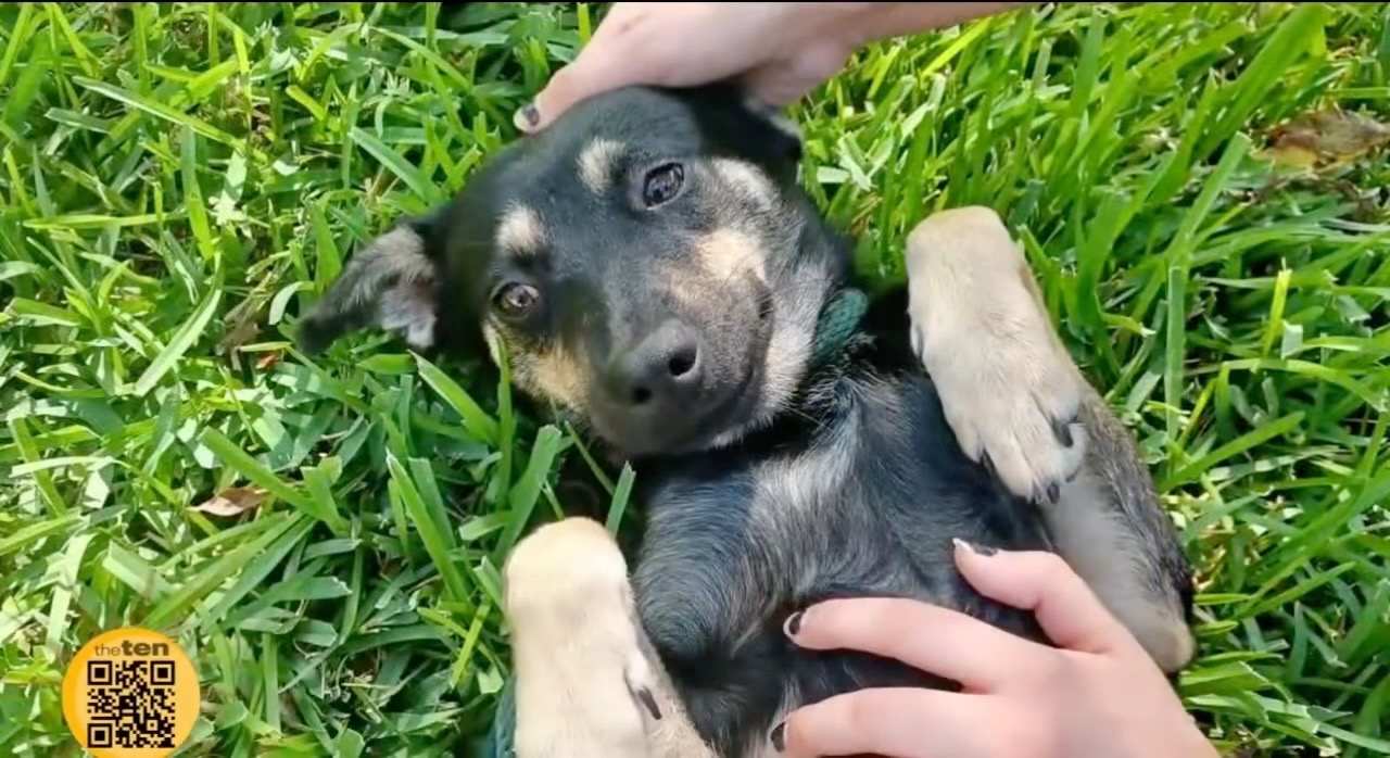 ๐๐๐ฒ ๐ก๐๐ฅ๐ฅ๐จ ๐ญ๐จ ๐๐ข๐! ๐ฅน๐ This sweet girl just turned ๐๐๐, and sheโs ready to leave shelter life behind and find a family of her own.
Sia was featured this morning on @fox4news โs ๐๐ก๐ ๐๐๐ง, where she showed everyone just how special she is. She can be a little shy when you first meet her, but once she feels comfortable, her sweet personality starts to shine. Sheโs a quick learner and would thrive with a patient, steady family willing to give her the time and love she needs to come out of her shell.
In return, Sia will give you a loyal companion whoโs ready to be by your side for all of lifeโs adventures. Now, all she needs is someone to give her the chance.
Visit our website to learn more!
#AdoptDontShop #AdoptDontShopTexas #RescueDog #ShelterDog #DogsofFortWorth @paigeellenberger