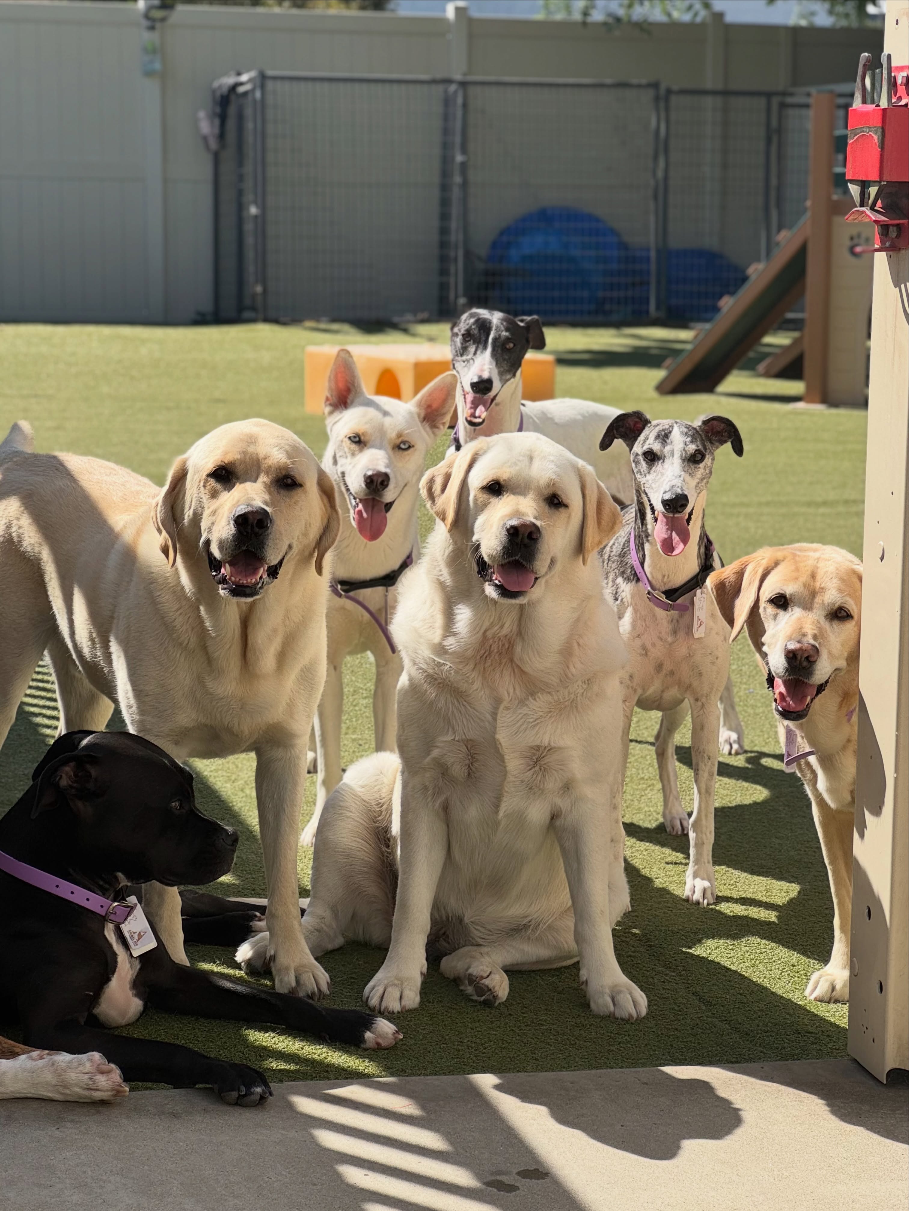 The end of another fun filled week! ☀️🥰🐾