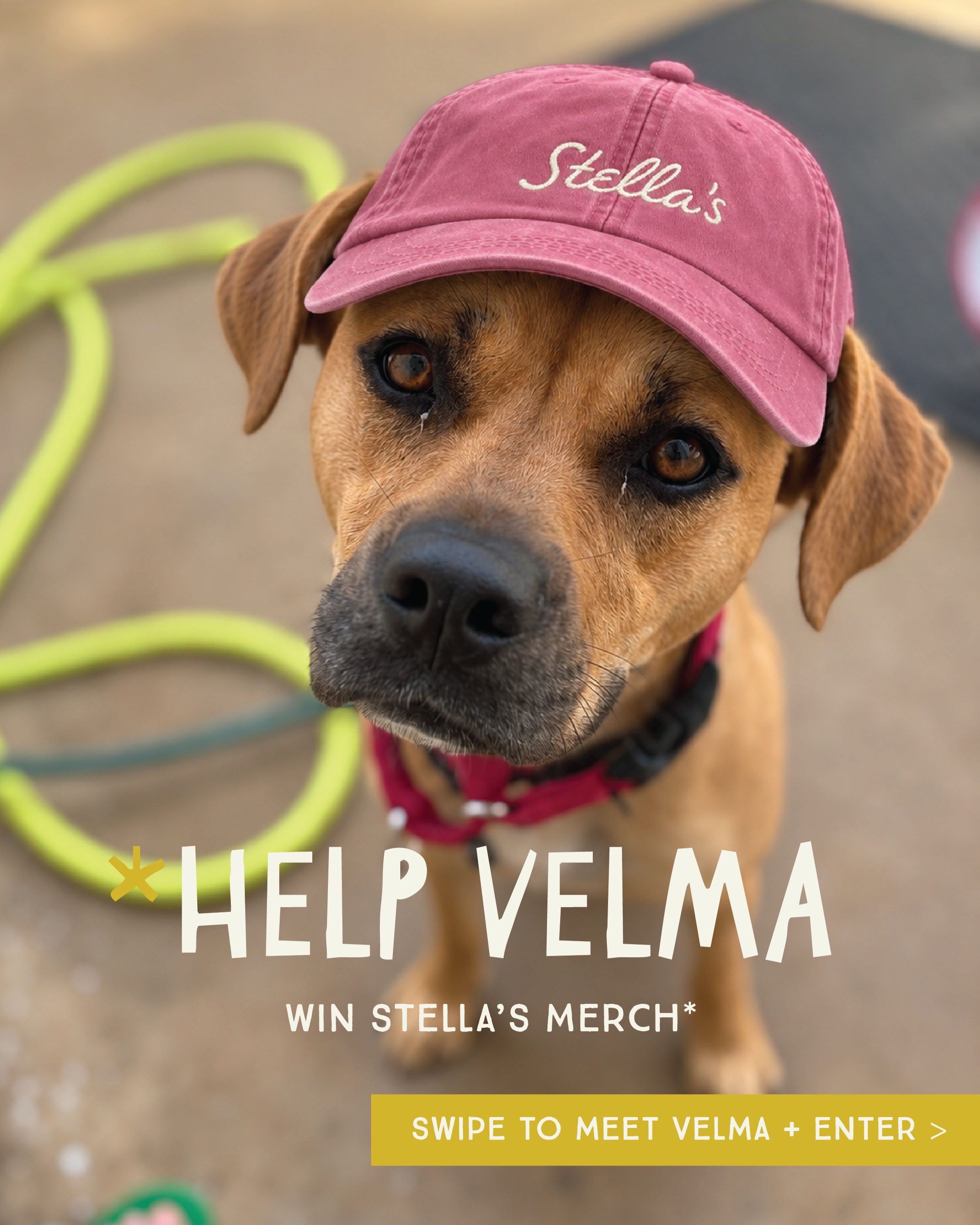 10 months is too long. Let’s find Velma a home.
Velma has been with us for over 10 months, and we genuinely don’t understand how this girl hasn’t found her person yet.
She loves people. She loves dogs. She loves attention. Basically, Velma’s dream is to find someone who is completely obsessed with her and is happy to let her be the center of attention.
So we’re calling in some reinforcements... and bribing you with Stella’s merch.
We’re giving away a Stella’s Merch Bundle to help get Velma in front of as many people as possible.
TO ENTER:
❤️ Like this post
🐶 Follow @StellasRescue
👯 Tag 1 friend in the comments
Every additional tag = another entry.
And please SHARE Velma! You may not be her person, but someone who follows you might be. That’s really what this whole giveaway is about.
We can give away all the hats and shirts in the world, but there’s only one prize we actually care about:
Velma finally going home.
Let’s make it happen.
Giveaway closes 9/19. Winner will be selected at random and contacted directly by us.