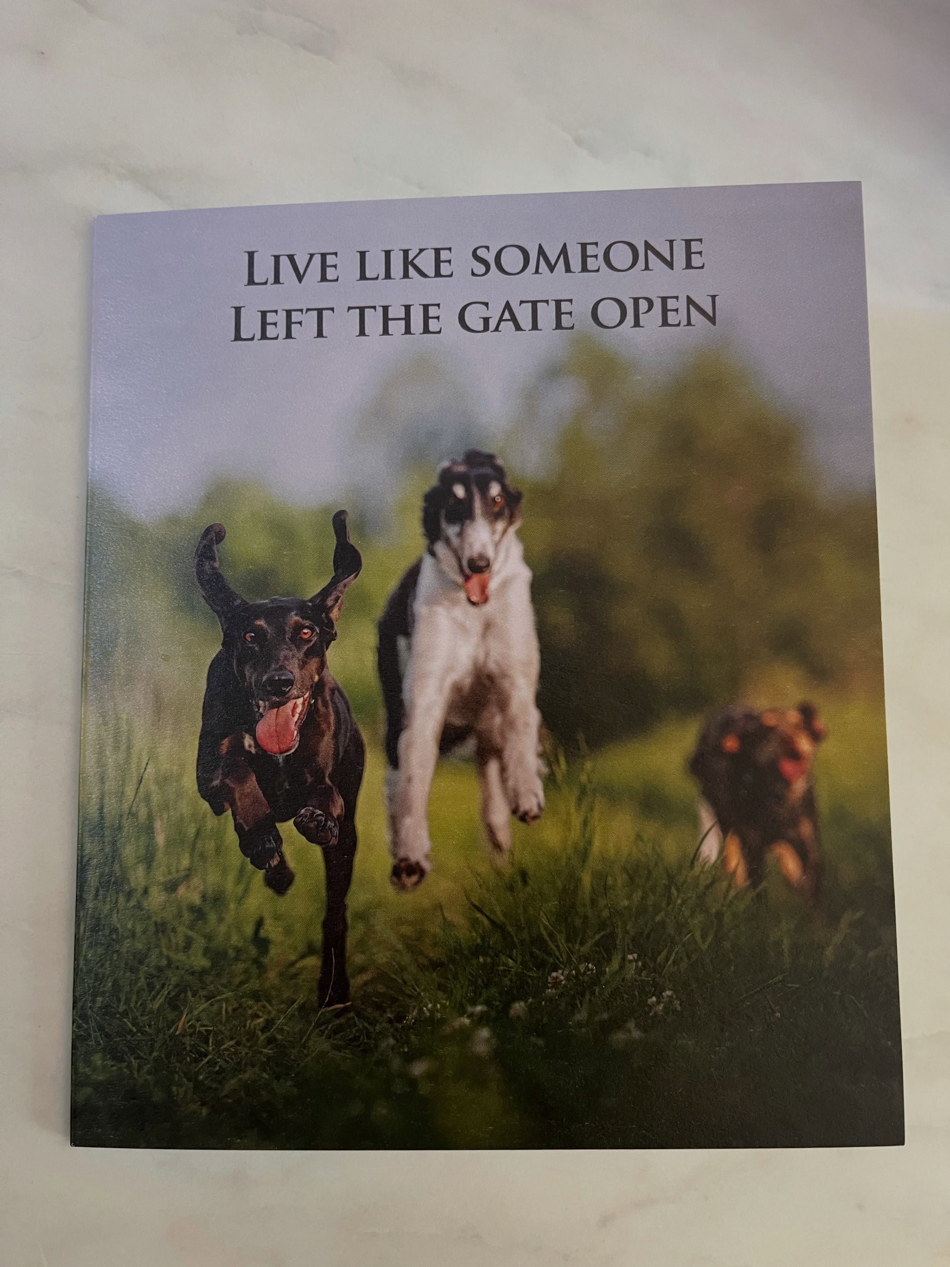 Go run free 🐕 🥰🌀✨ woopee 🙌🏻 #runfree #freedom #letgo